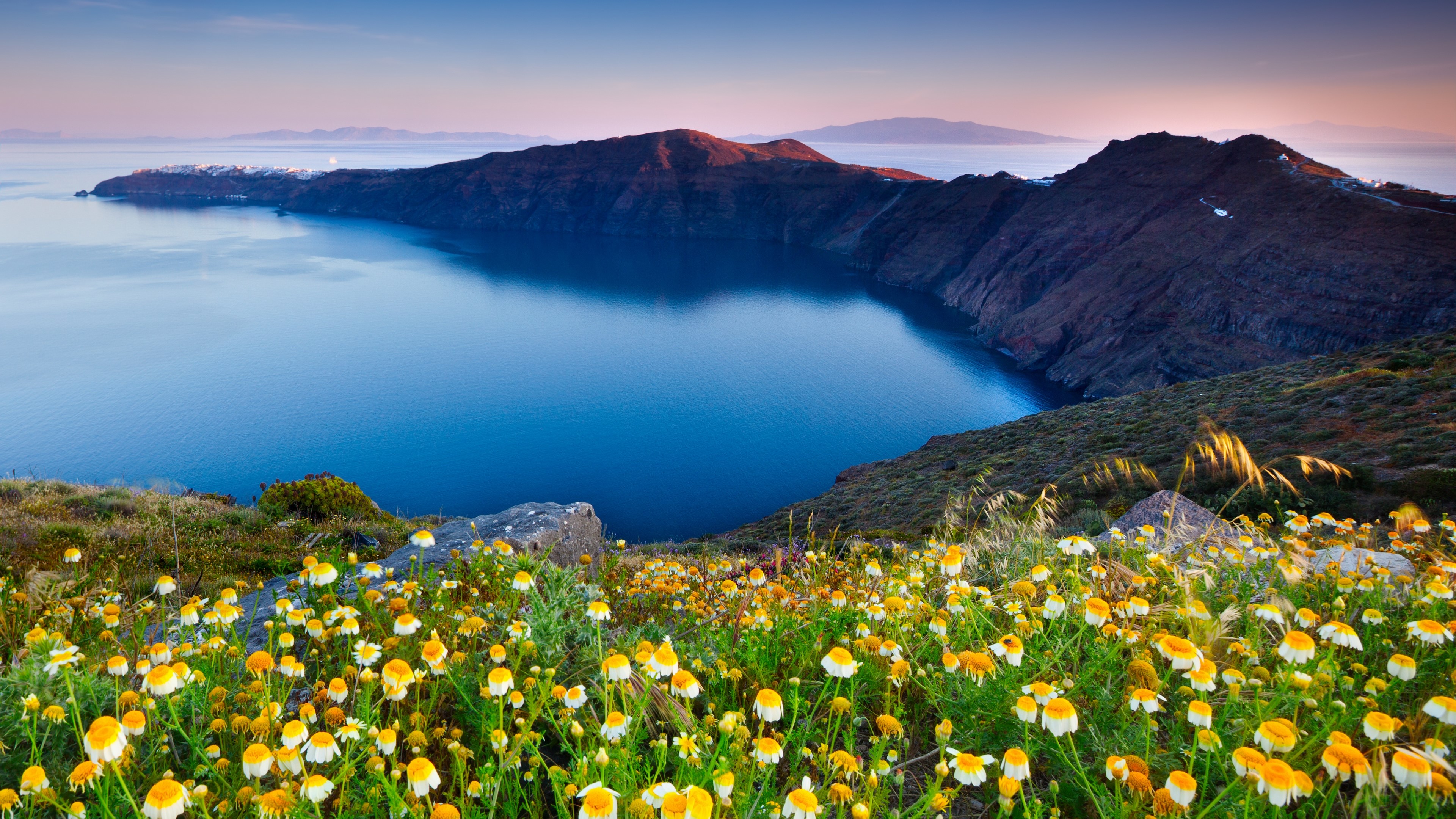 Wildflowers on a cliff overlooking the sea in Santorini 4K HD Wallpaper