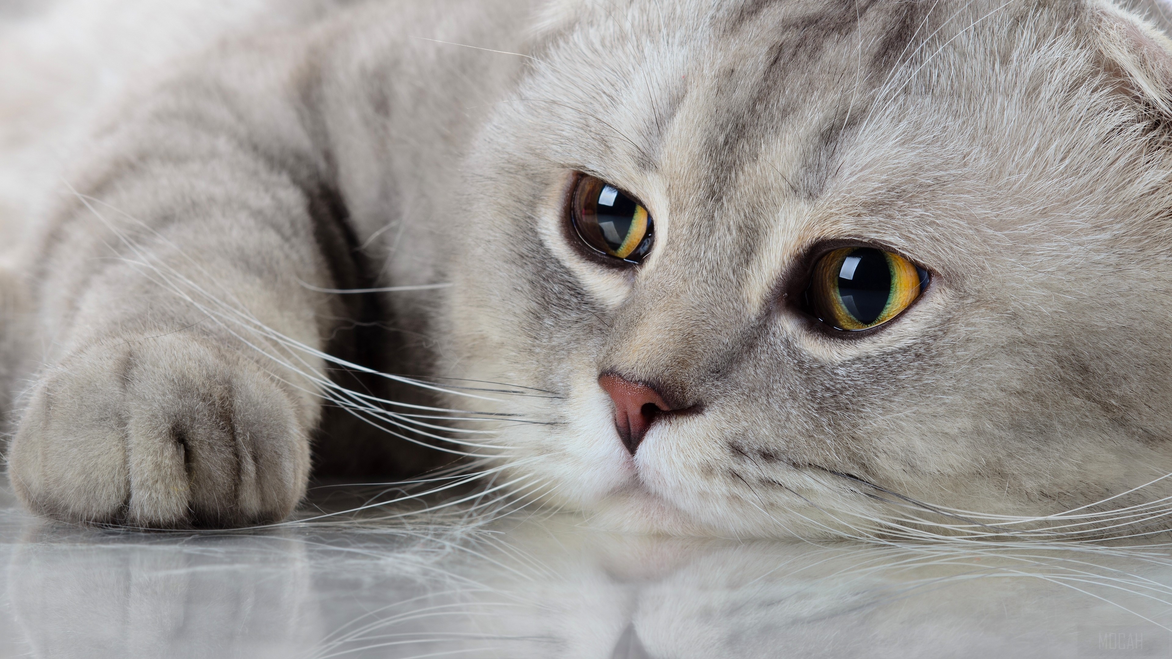 Close-up of a Scottish Fold cat's face HD Wallpaper