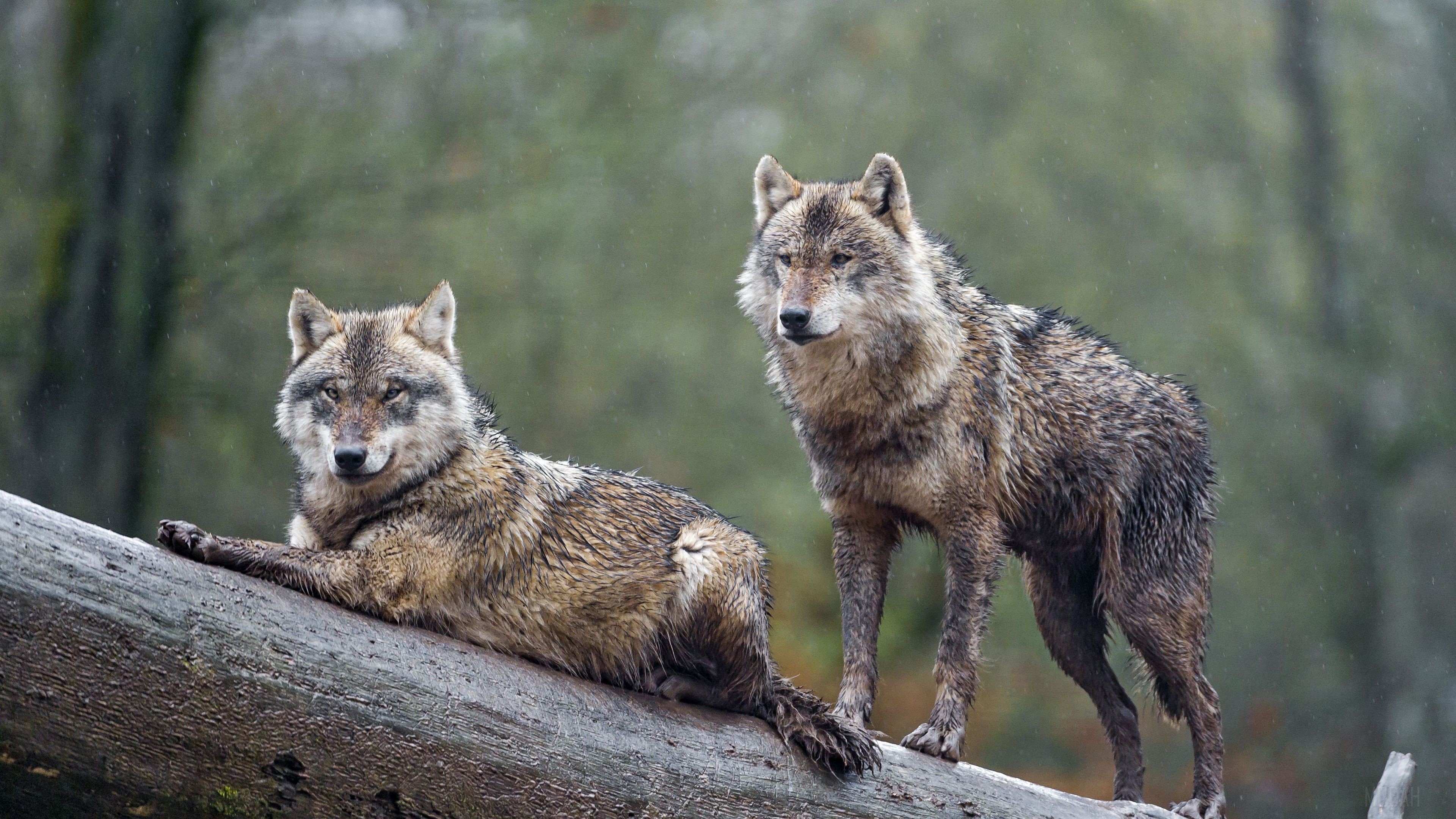 Two wolves on a log in the wild HD Wallpaper