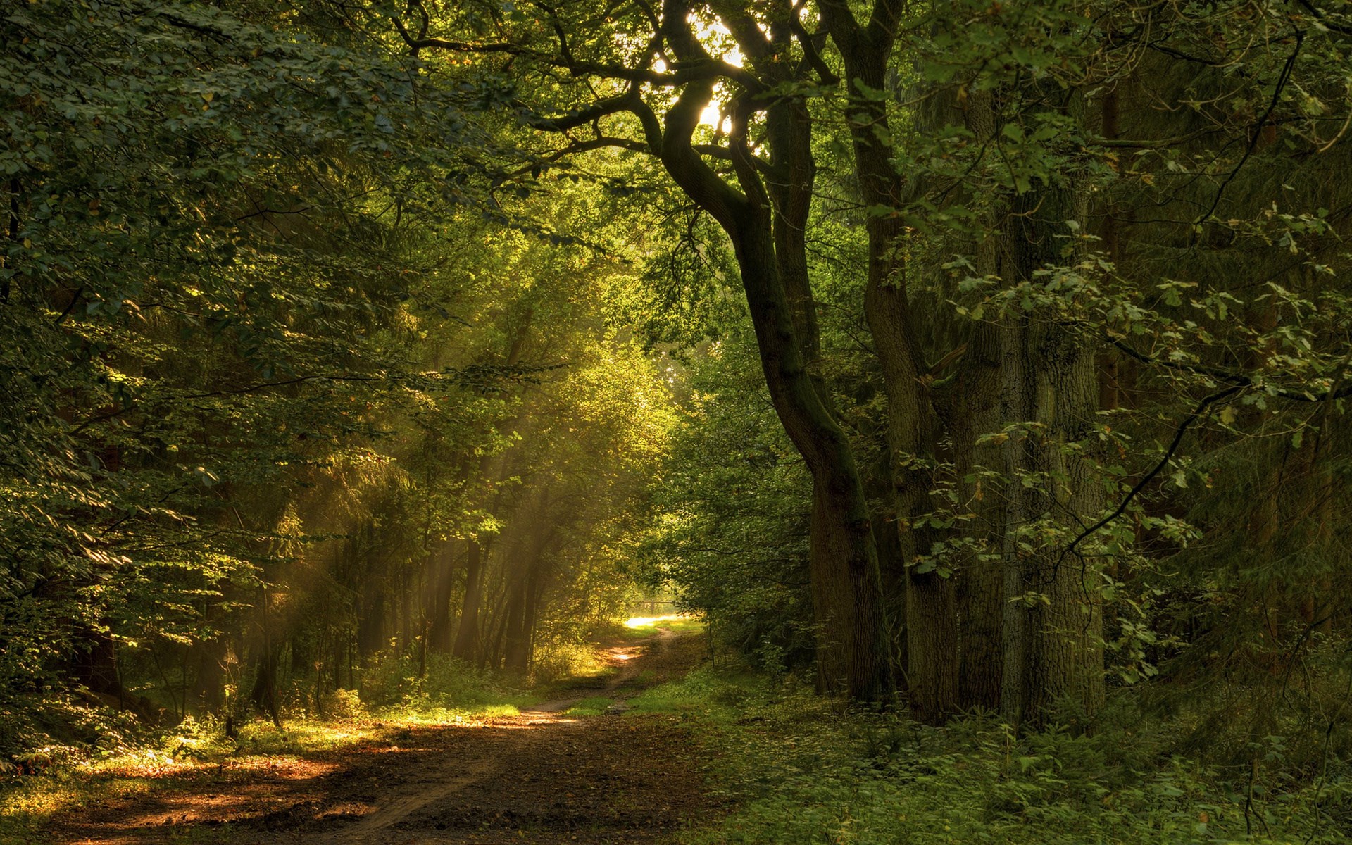 Sunlight filtering through trees onto a forest path HD Wallpaper