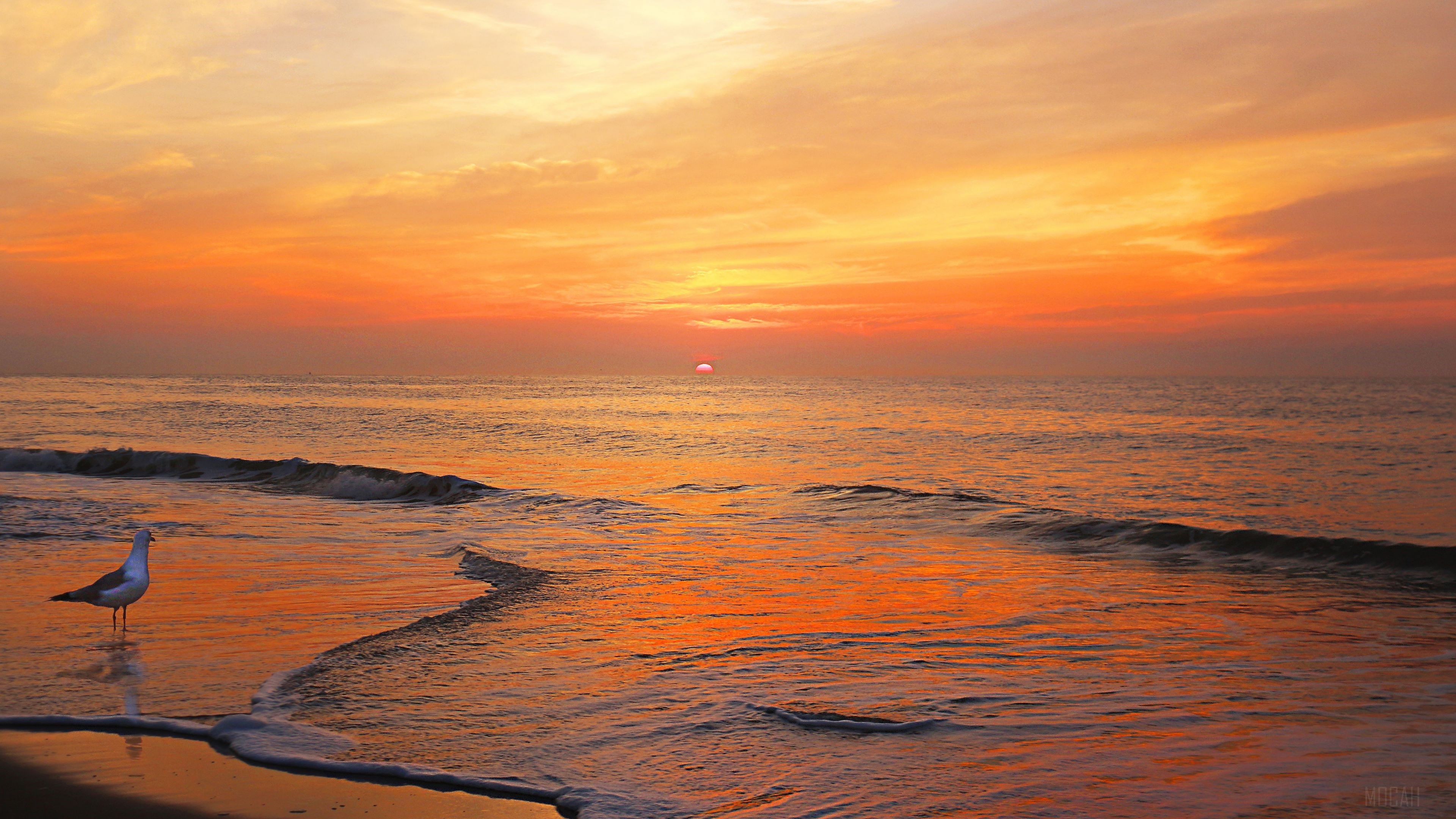 Seagull on a beach at sunset HD Wallpaper