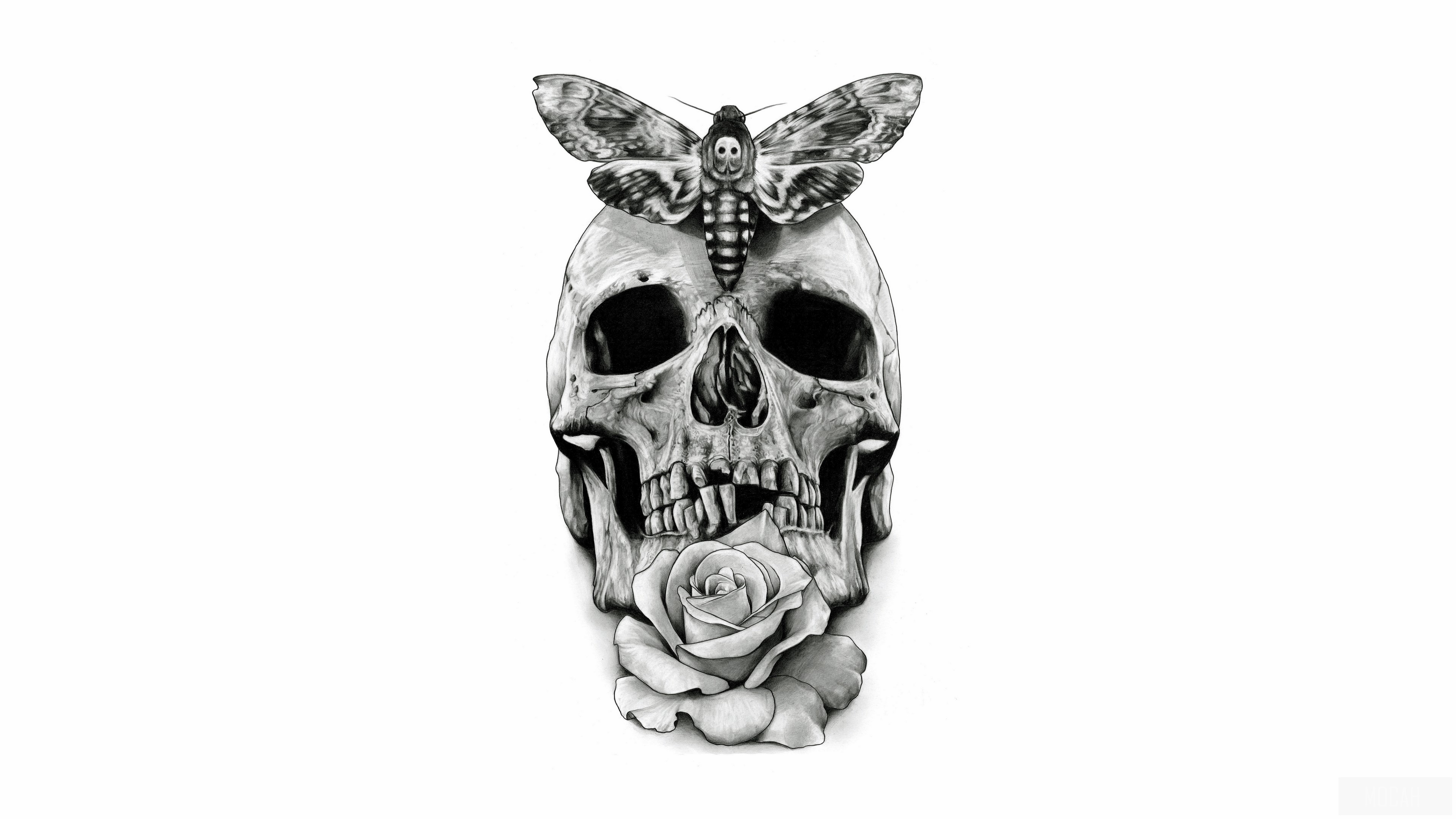 Skull with Death's-head Hawkmoth and Rose HD Wallpaper