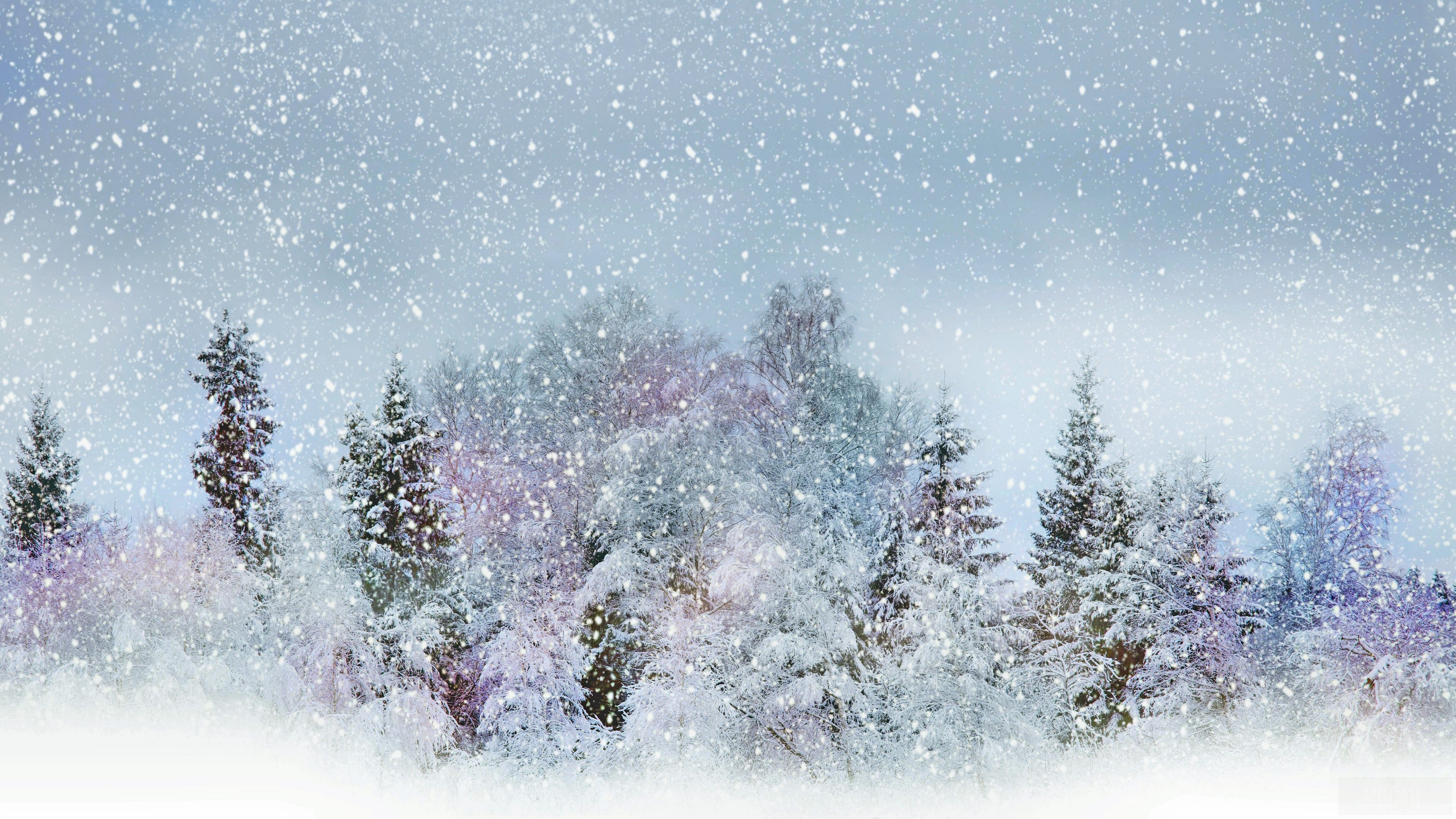 Snowy forest with falling snow HD Wallpaper