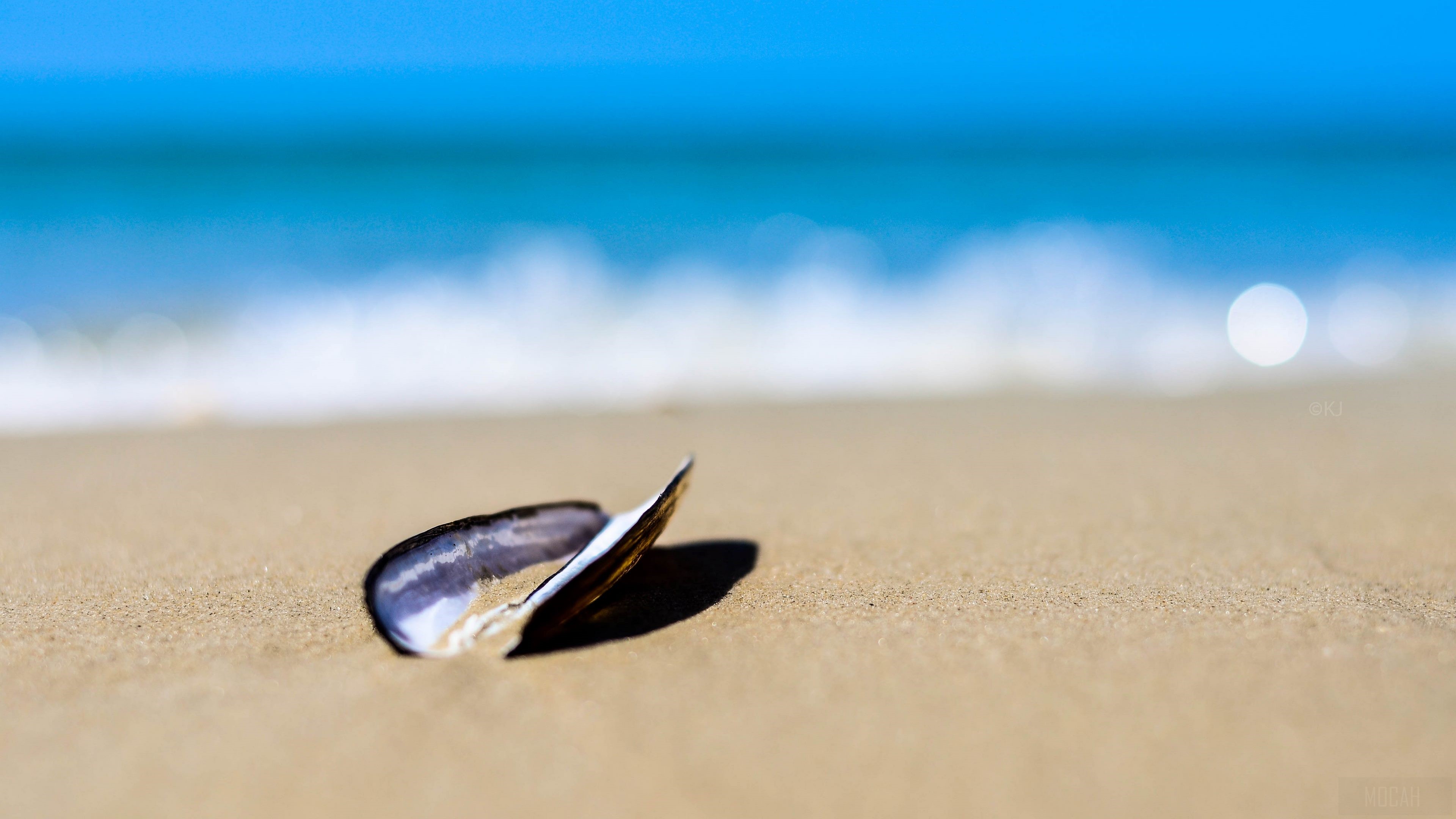 Seashell on Sandy Beach with Ocean Waves 4K HD Wallpaper