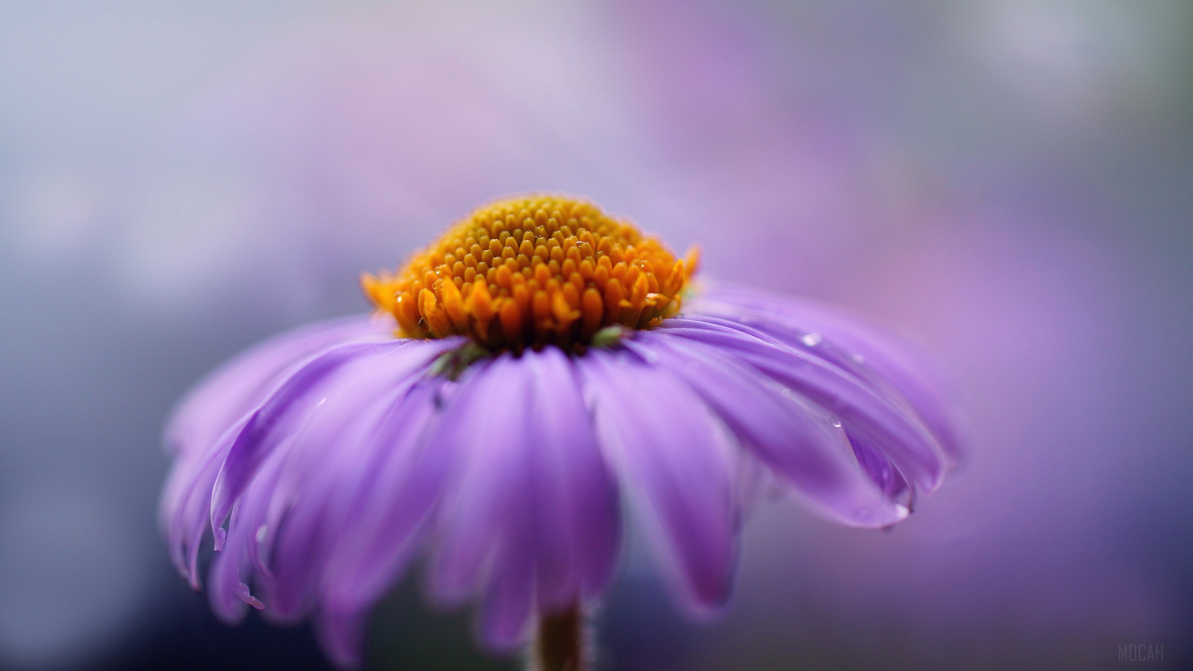 Purple flower with orange center HD Wallpaper
