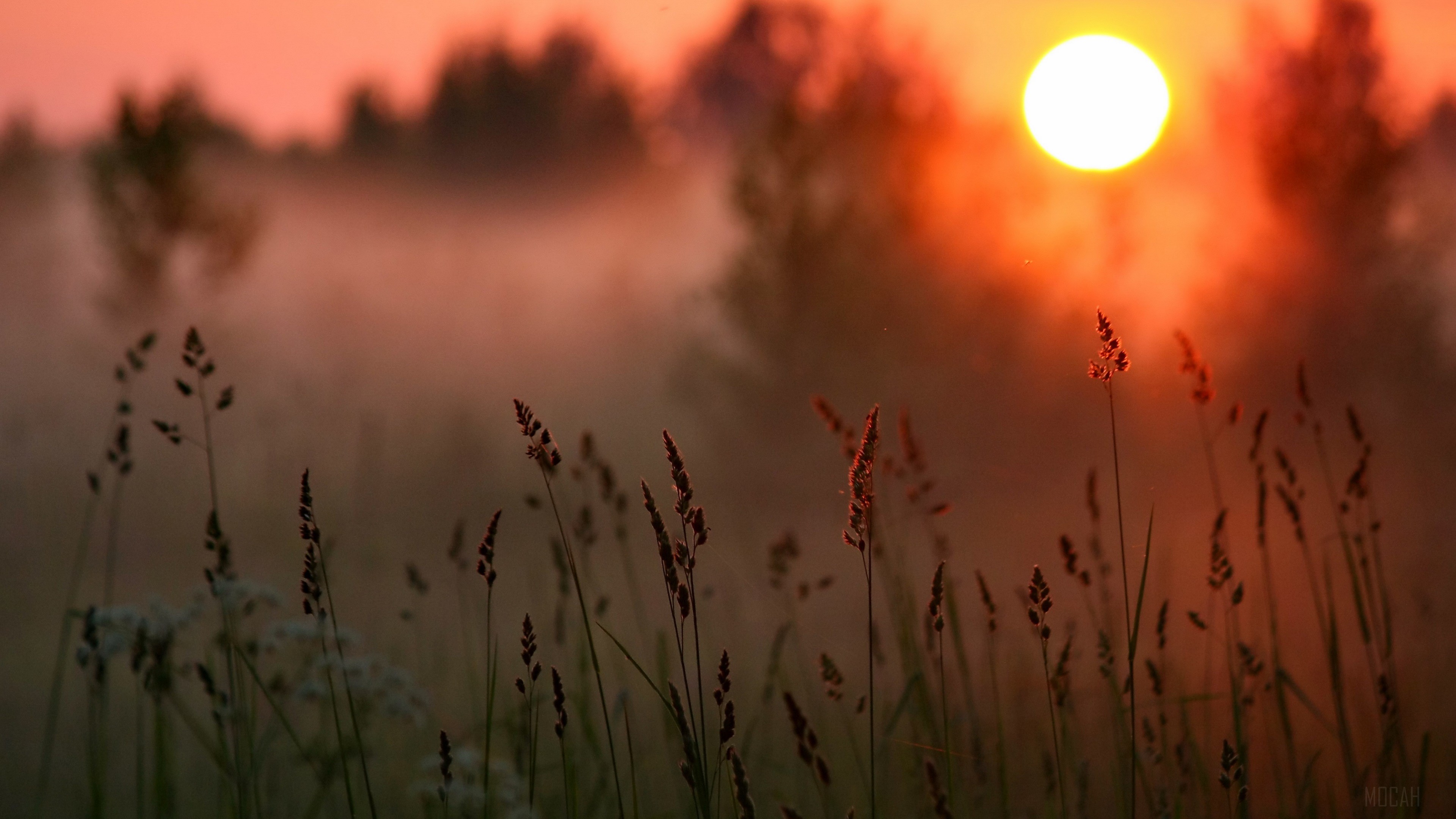 Sunrise over a misty meadow with tall grass HD Wallpaper