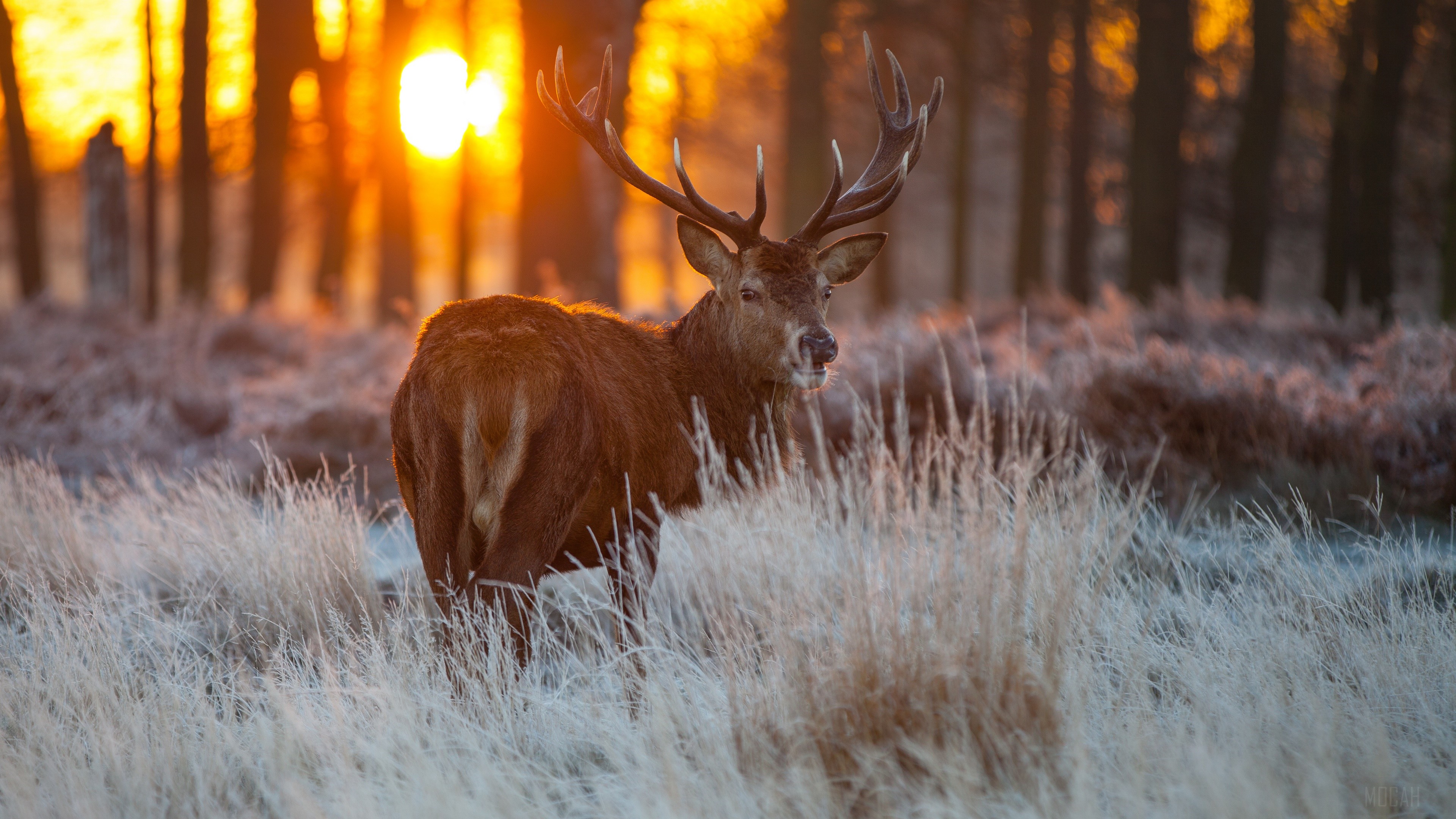 Red Deer Stag in Frosty Field at Sunrise HD Wallpaper