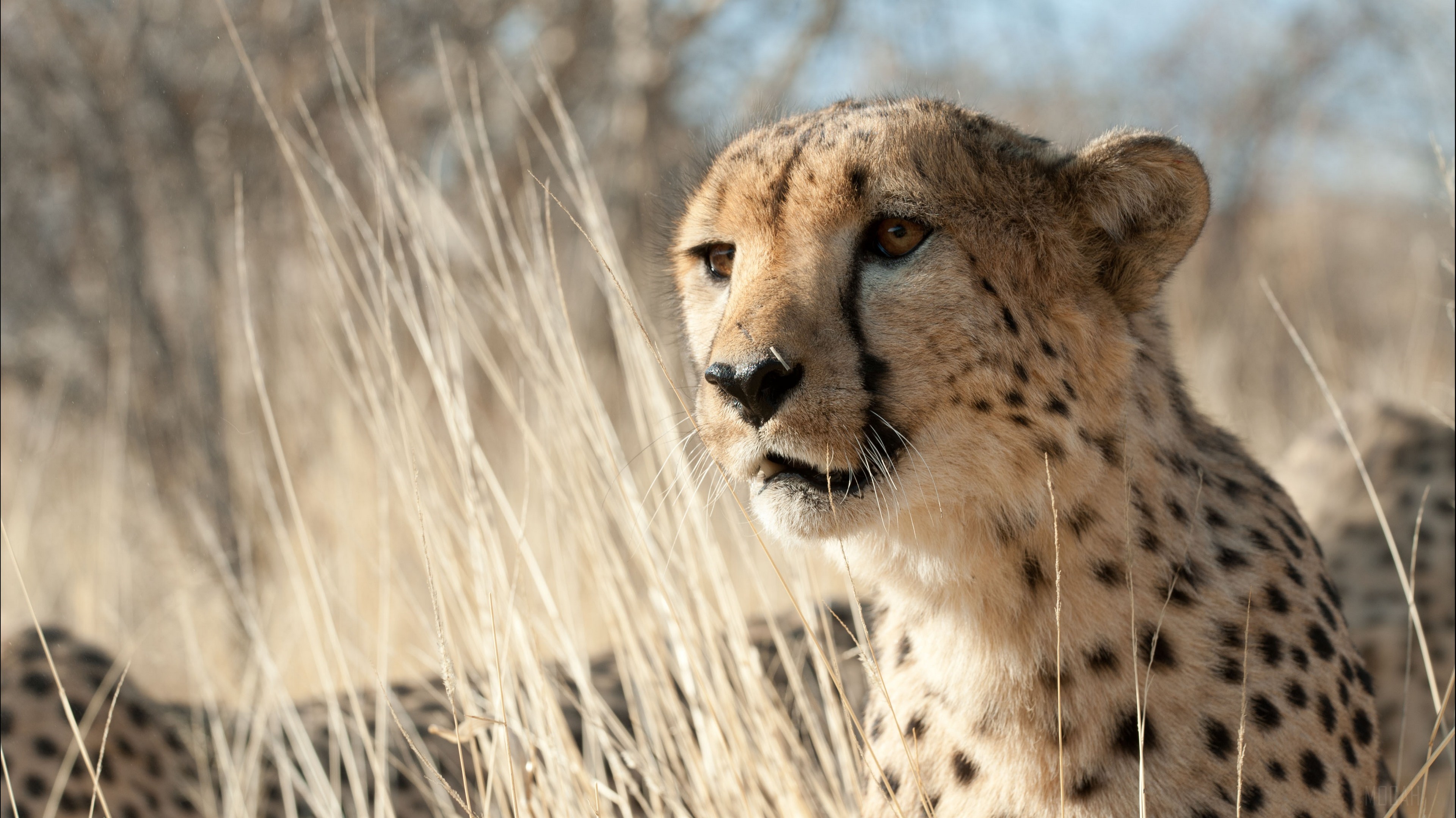 Cheetah in tall dry grass HD Wallpaper
