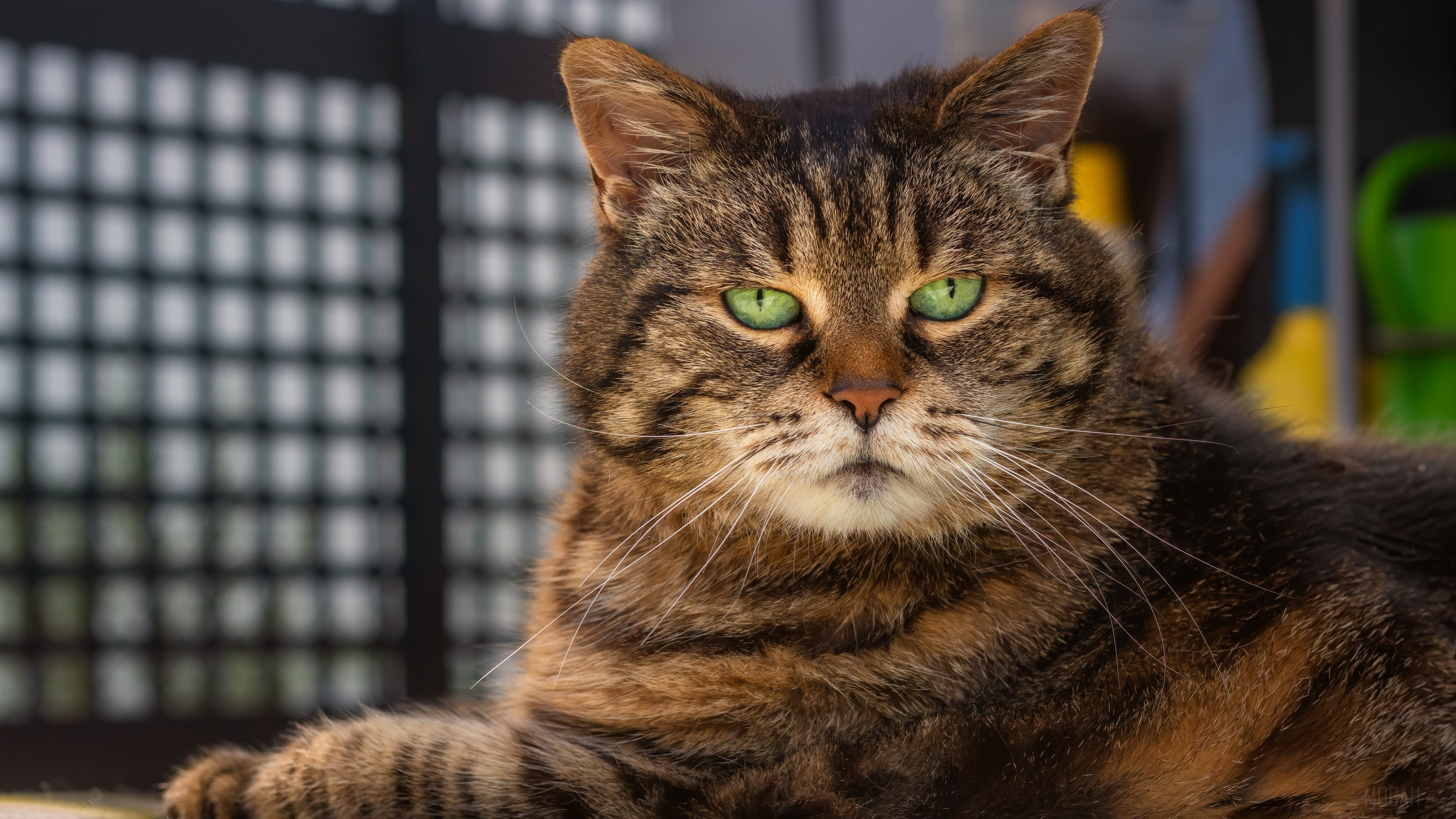 Tabby Cat with Green Eyes 4K HD Wallpaper
