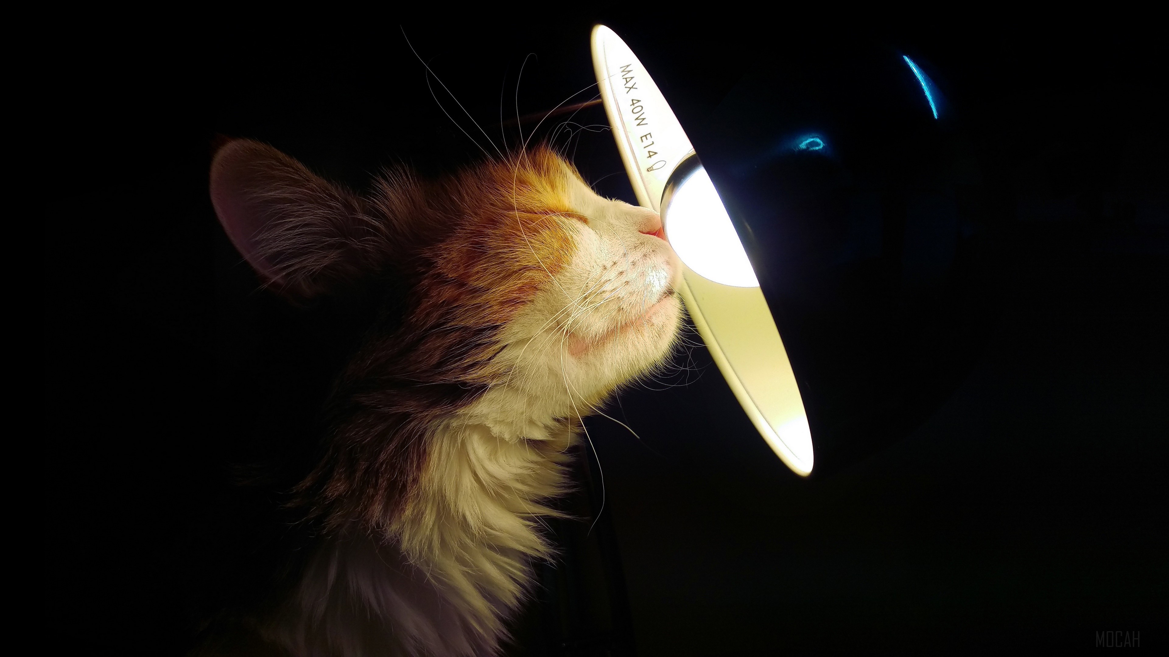 Calico cat sniffing a lamp HD Wallpaper