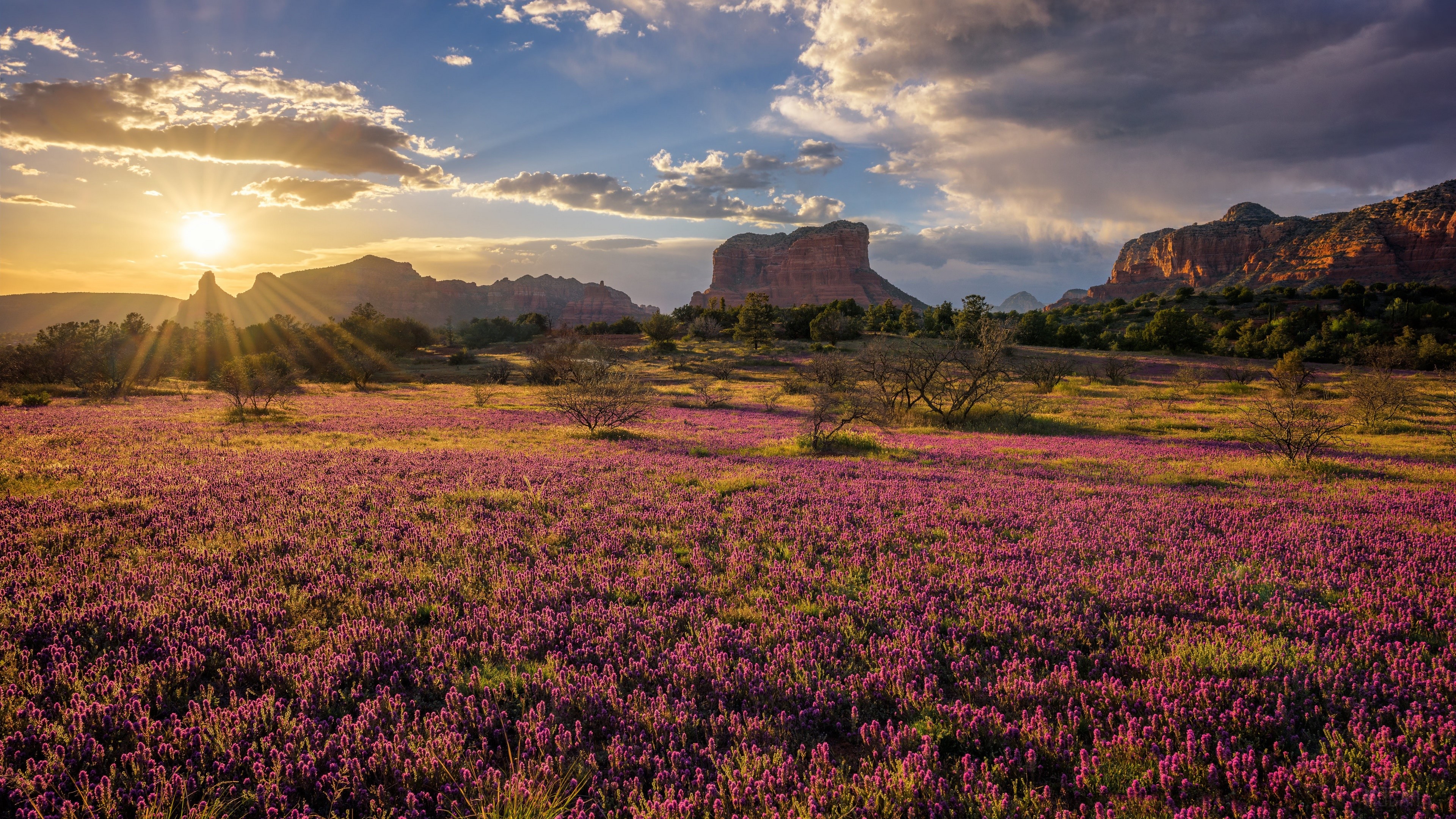 Field of purple flowers with mountains at sunset in Sedona 4K HD Wallpaper