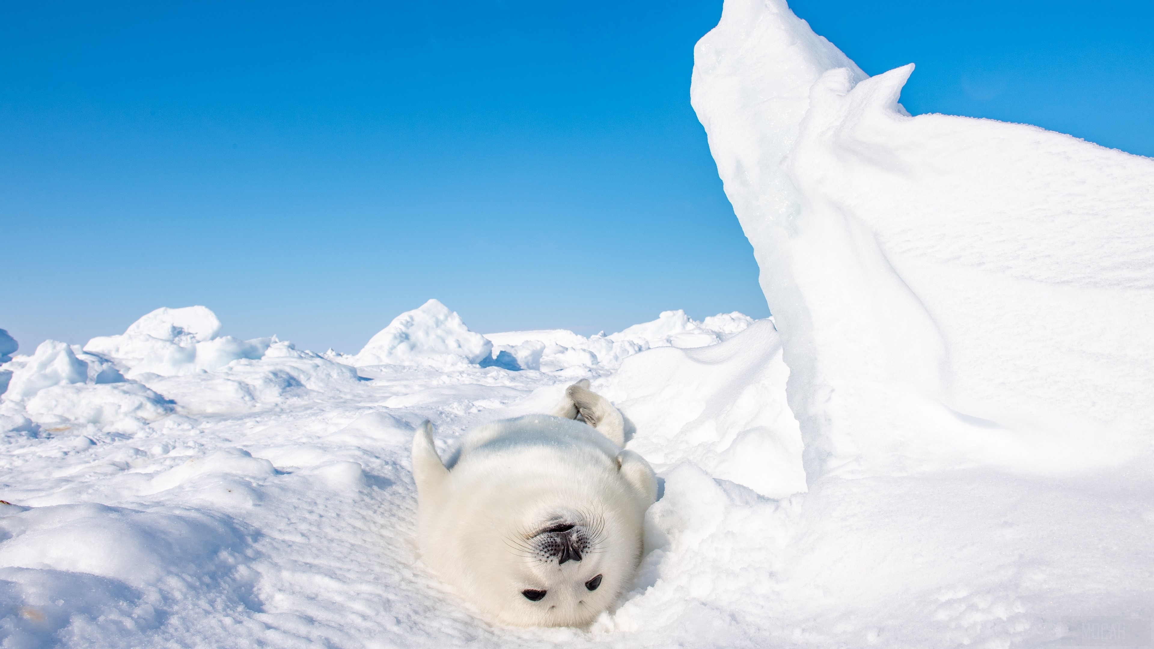 Seal pup on snow in Arctic HD Wallpaper