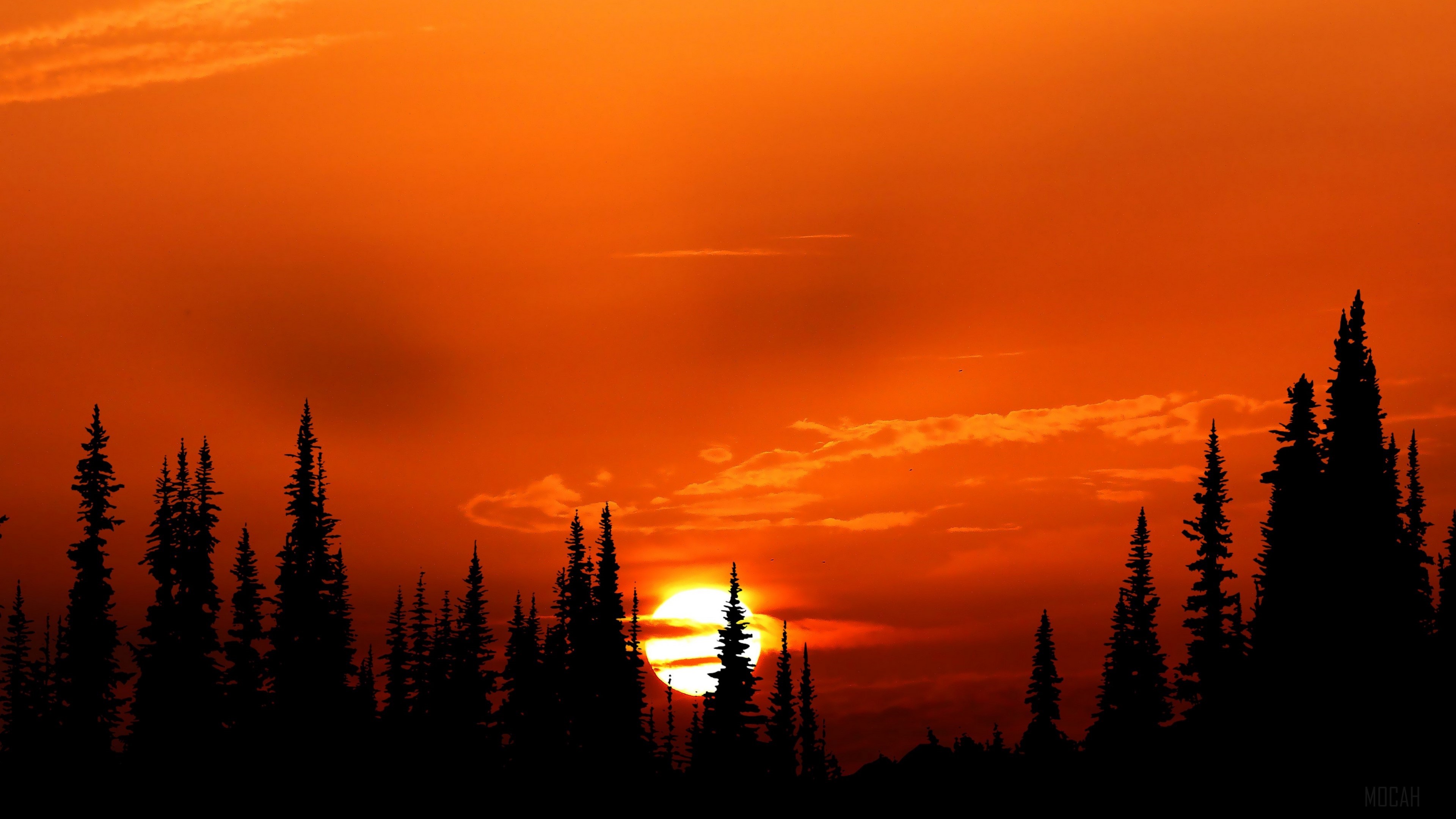 Silhouette of trees against a vibrant sunset 4K HD Wallpaper