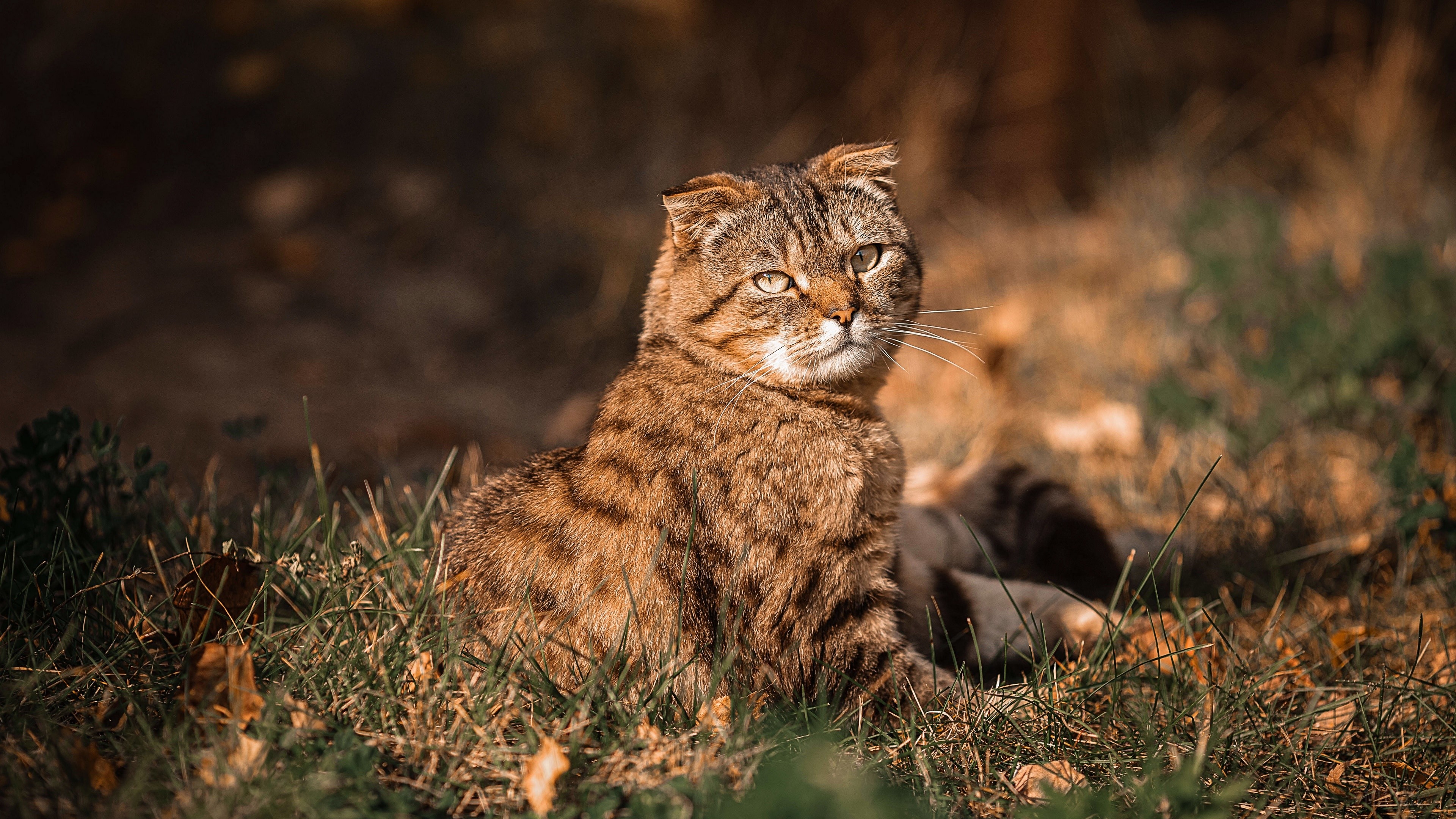 Wildcat sitting in grass HD Wallpaper