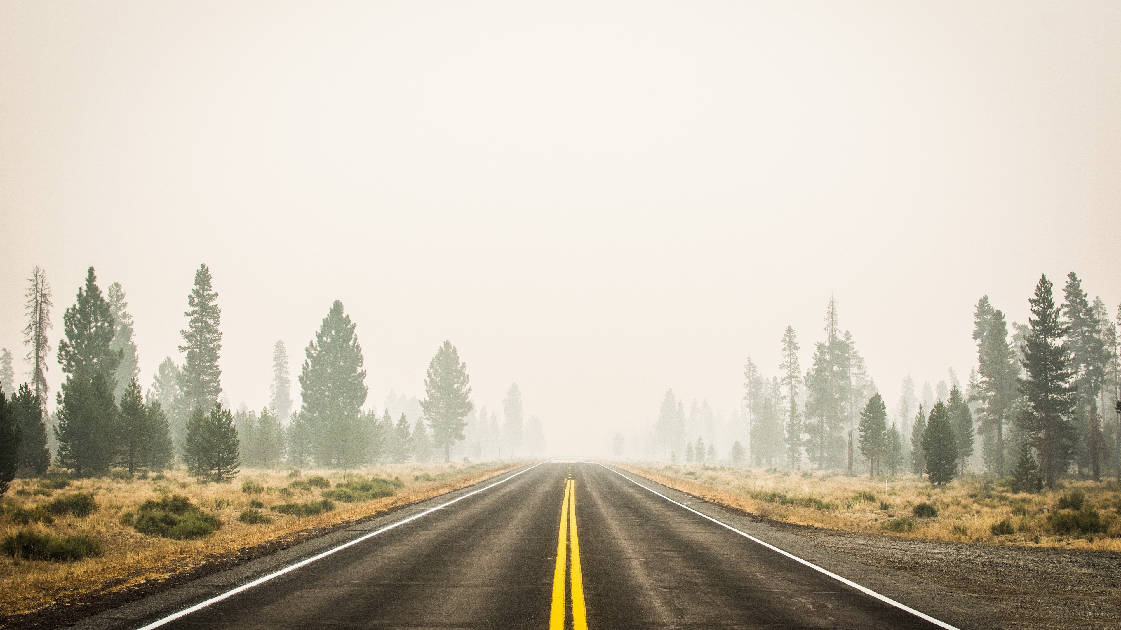 Road through a foggy forest 4K HD Wallpaper