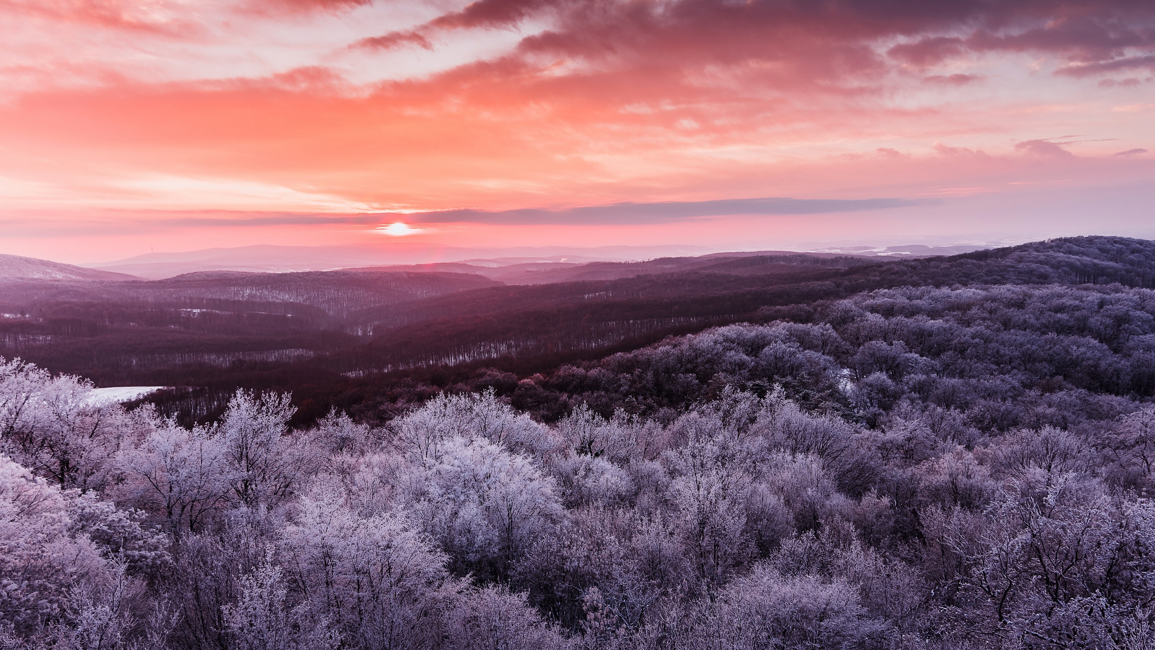 Winter forest landscape at dawn with pink sky HD Wallpaper