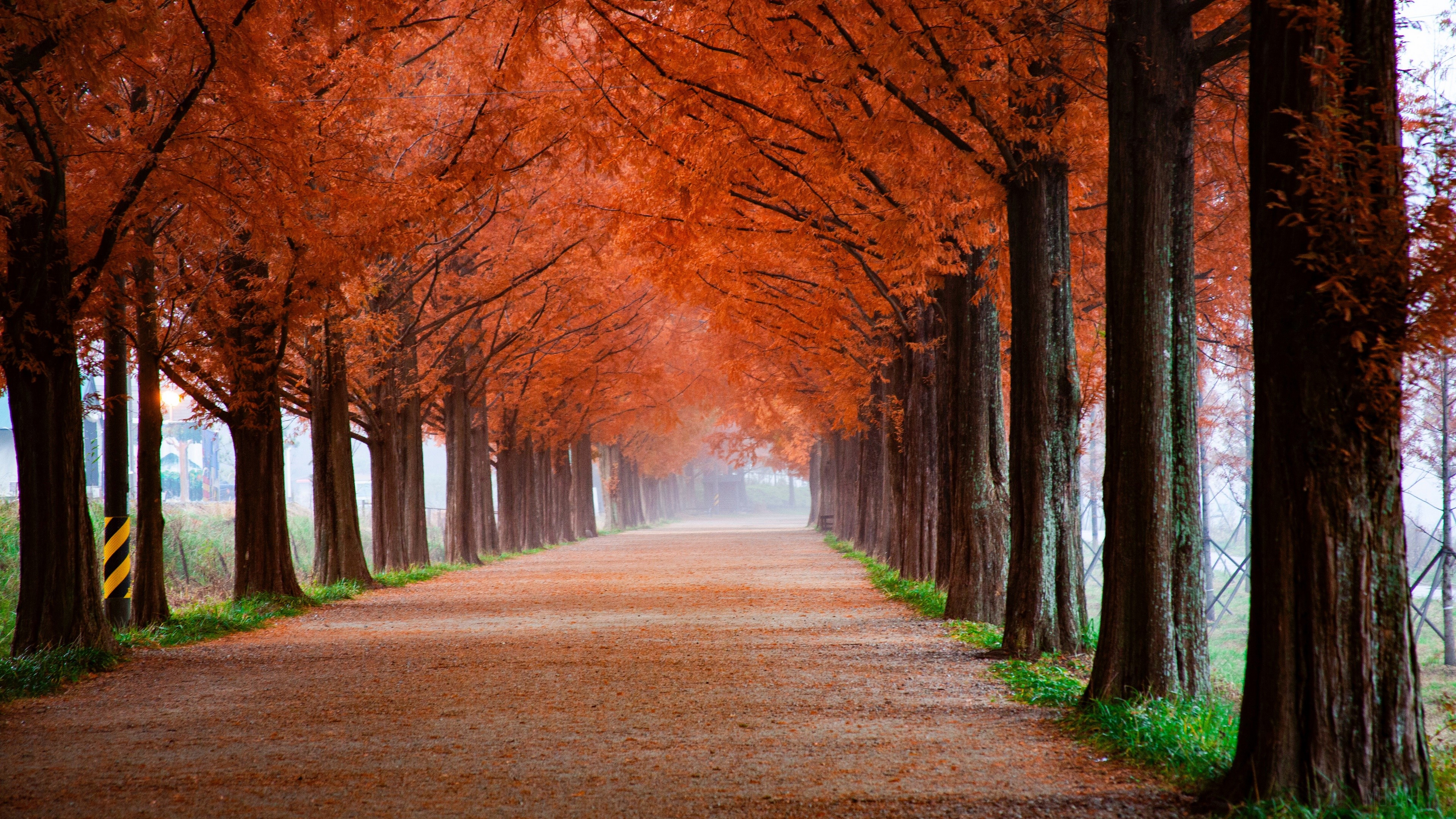 Autumn Tree Lined Path 4K HD Wallpaper