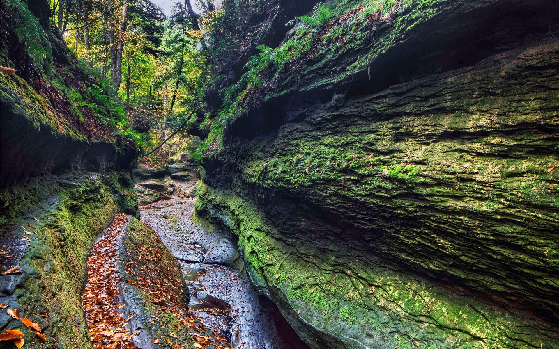 Moss-covered rock formations in a forest gorge HD Wallpaper