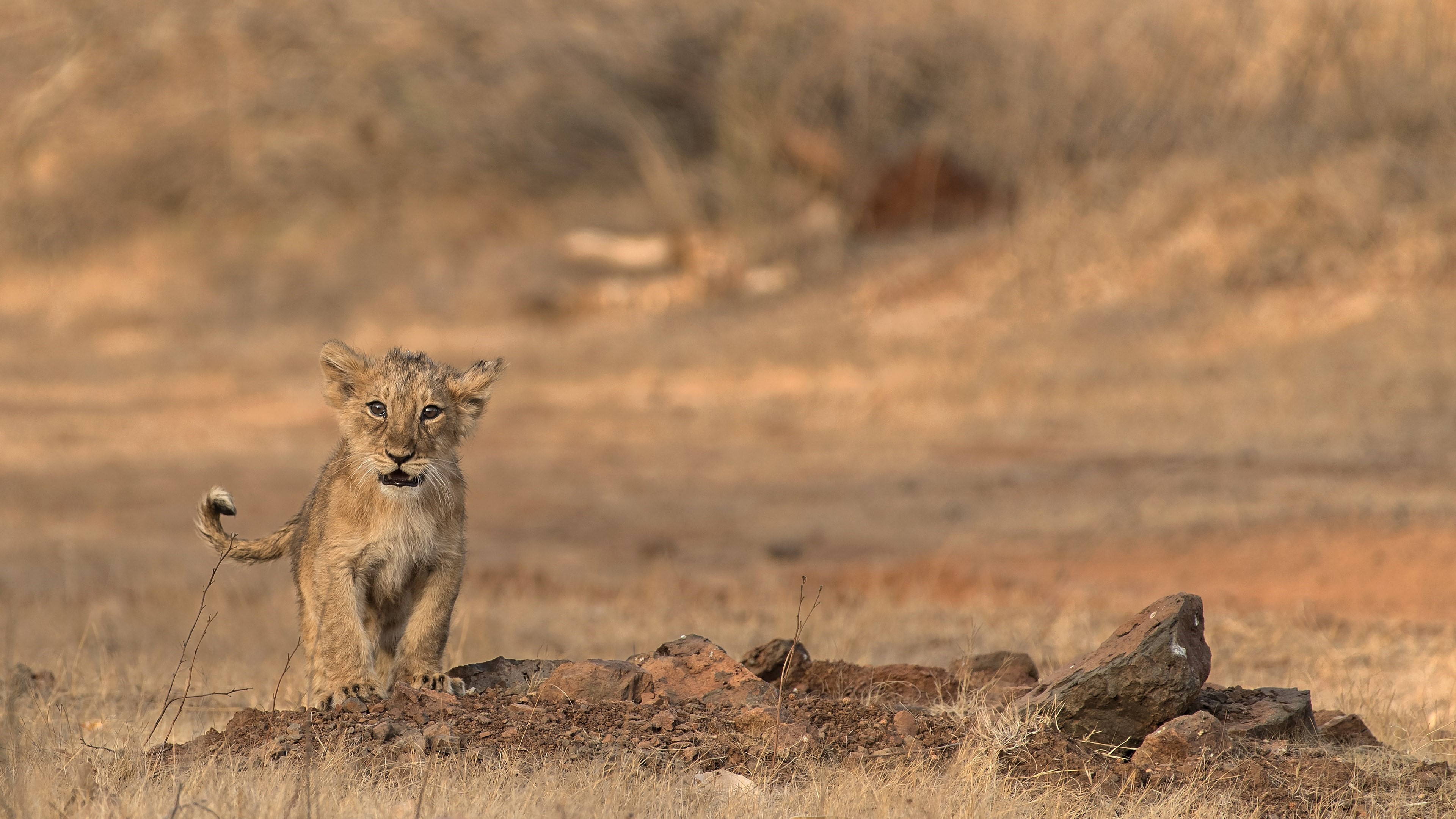 Lion cub in a dry grassy field HD Wallpaper