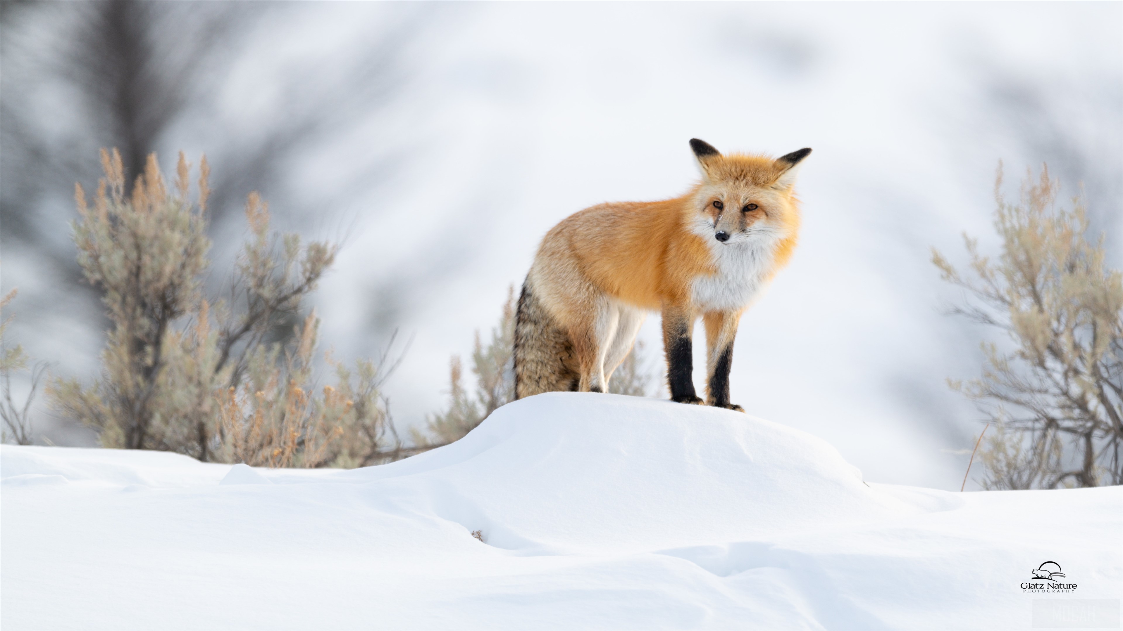 Red Fox in Winter Snow HD Wallpaper