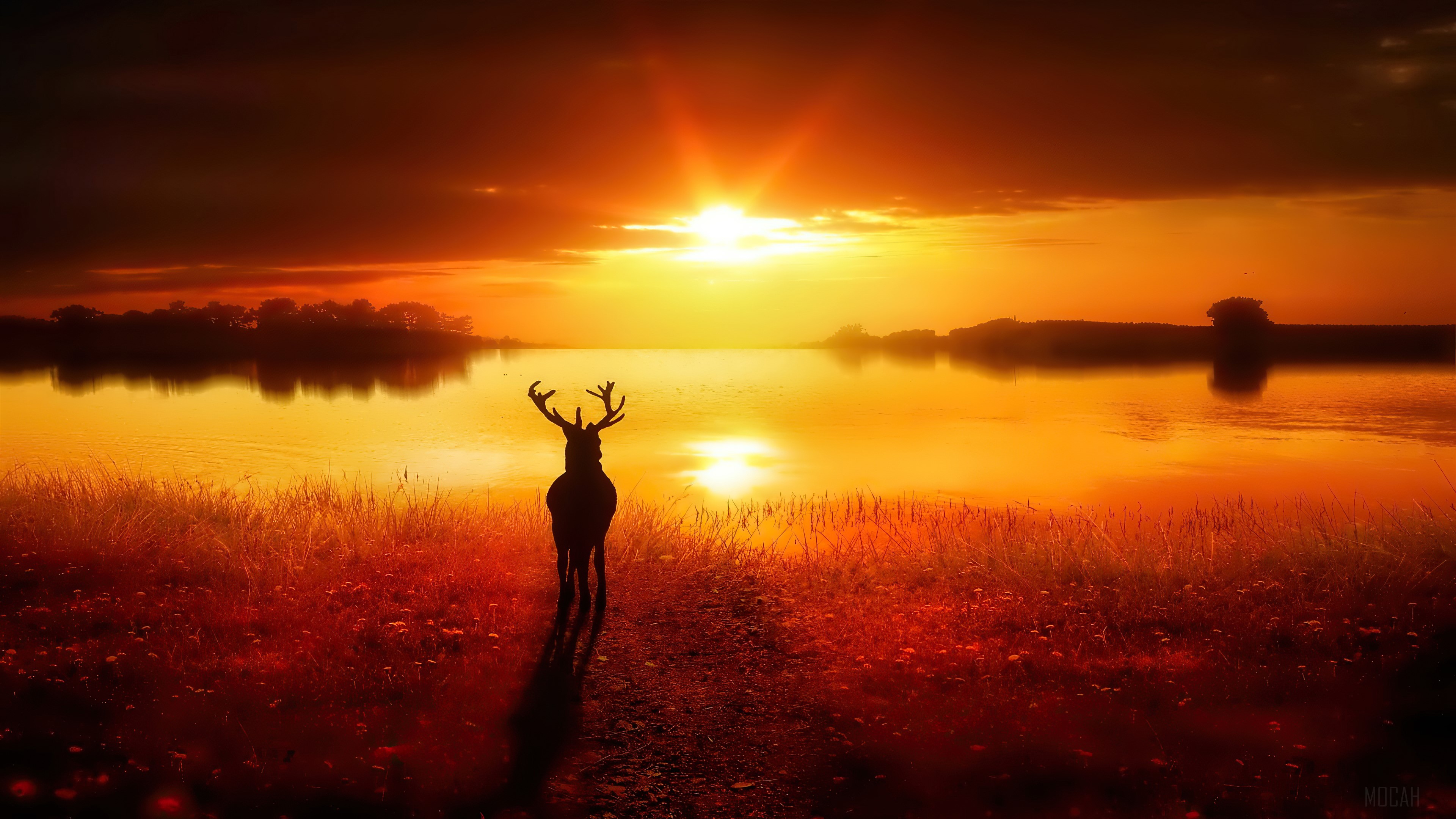 Reindeer silhouetted against a sunset over a lake HD Wallpaper