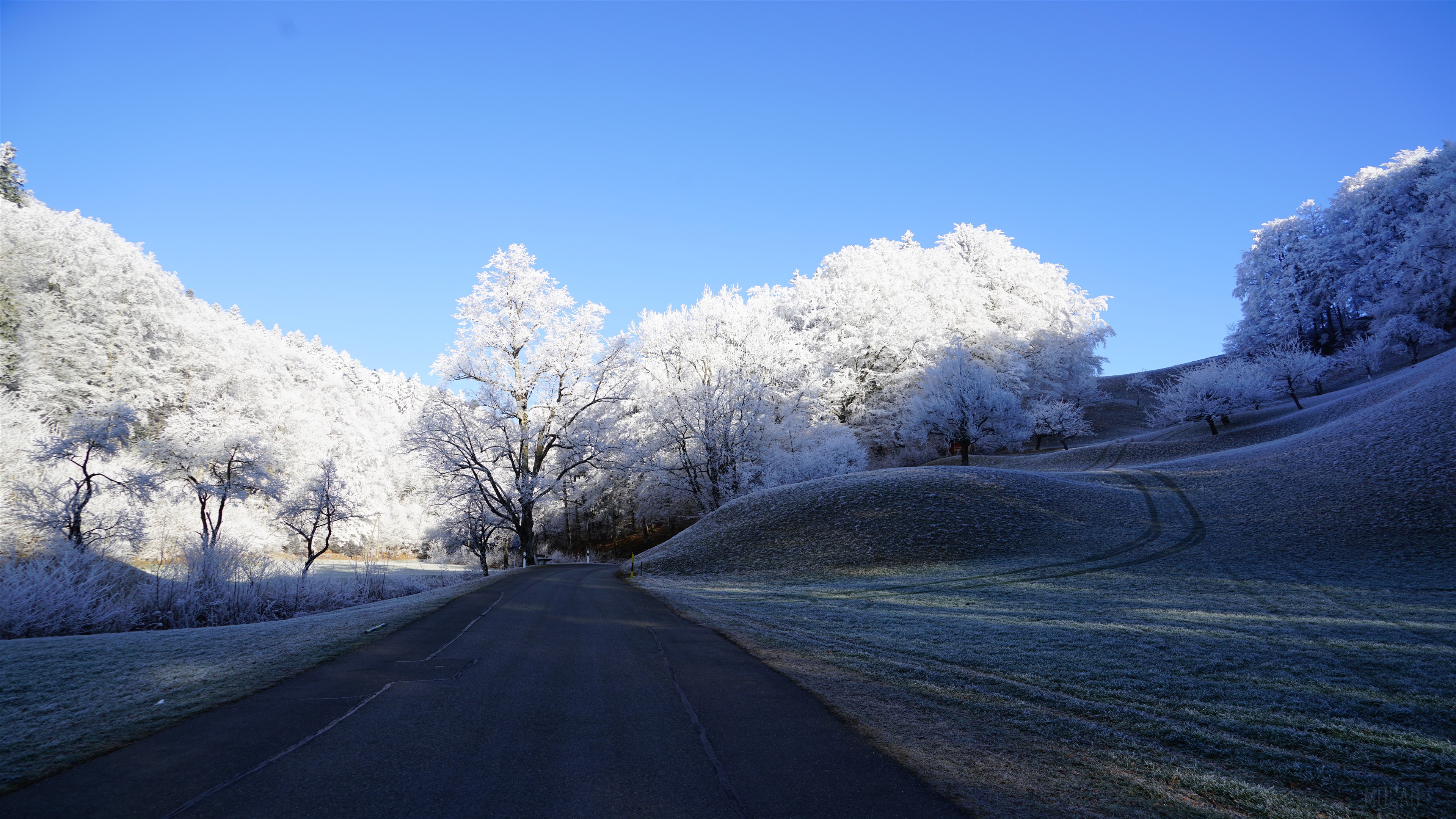 Frosty trees line a road on a sunny winter day HD Wallpaper
