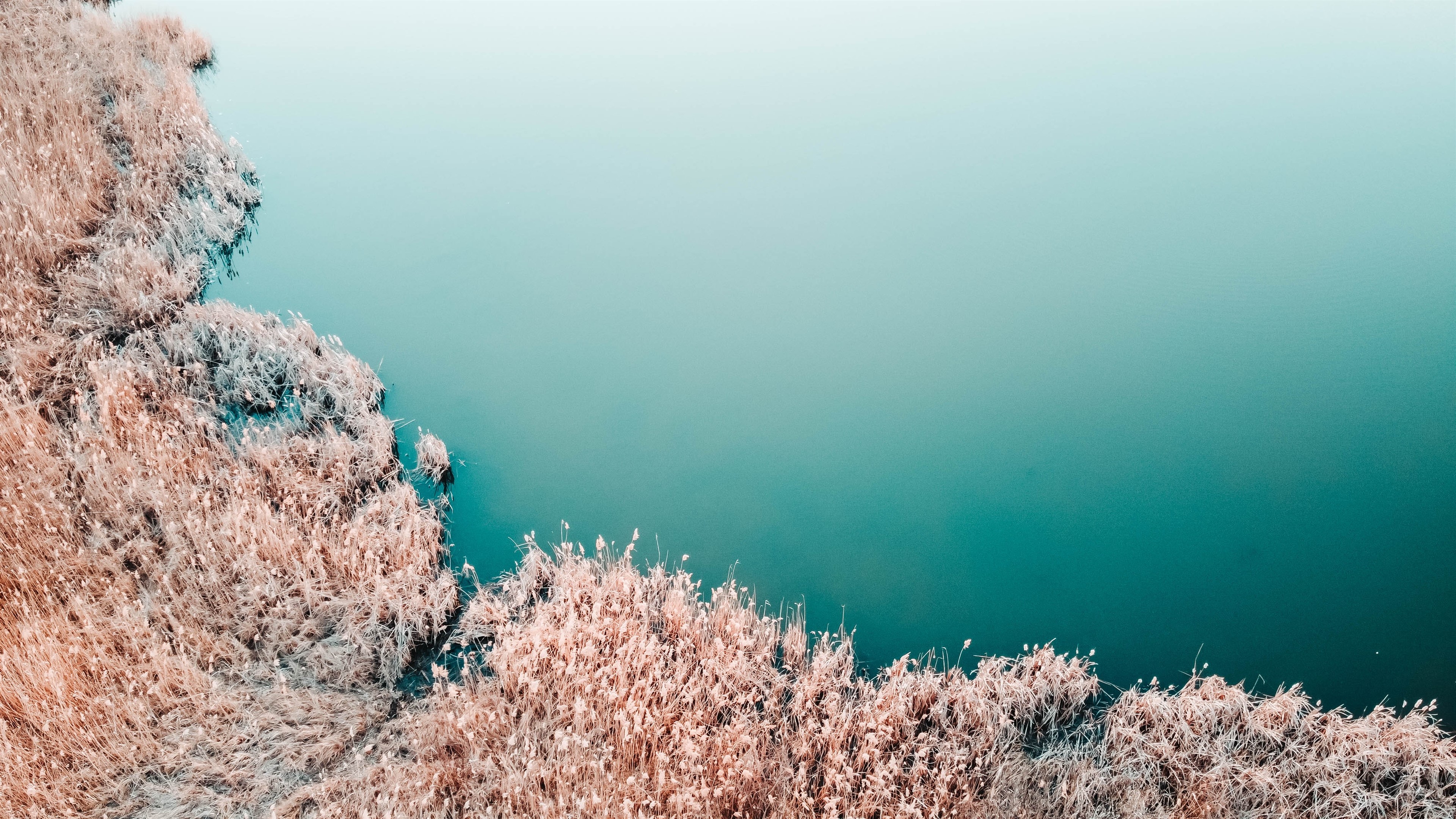 Brown and white reeds by a calm lake HD Wallpaper
