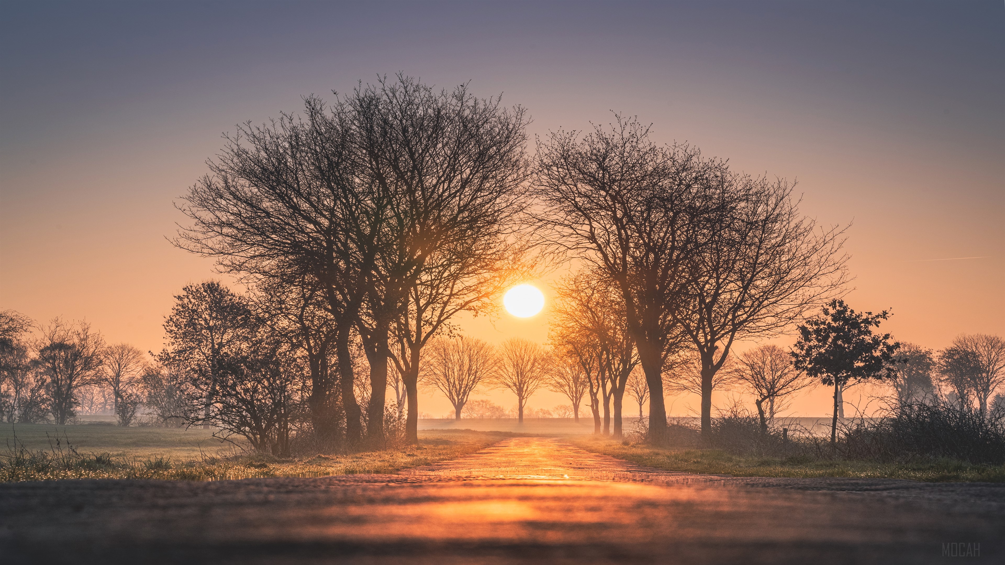 Sunrise over a misty road lined with trees HD Wallpaper