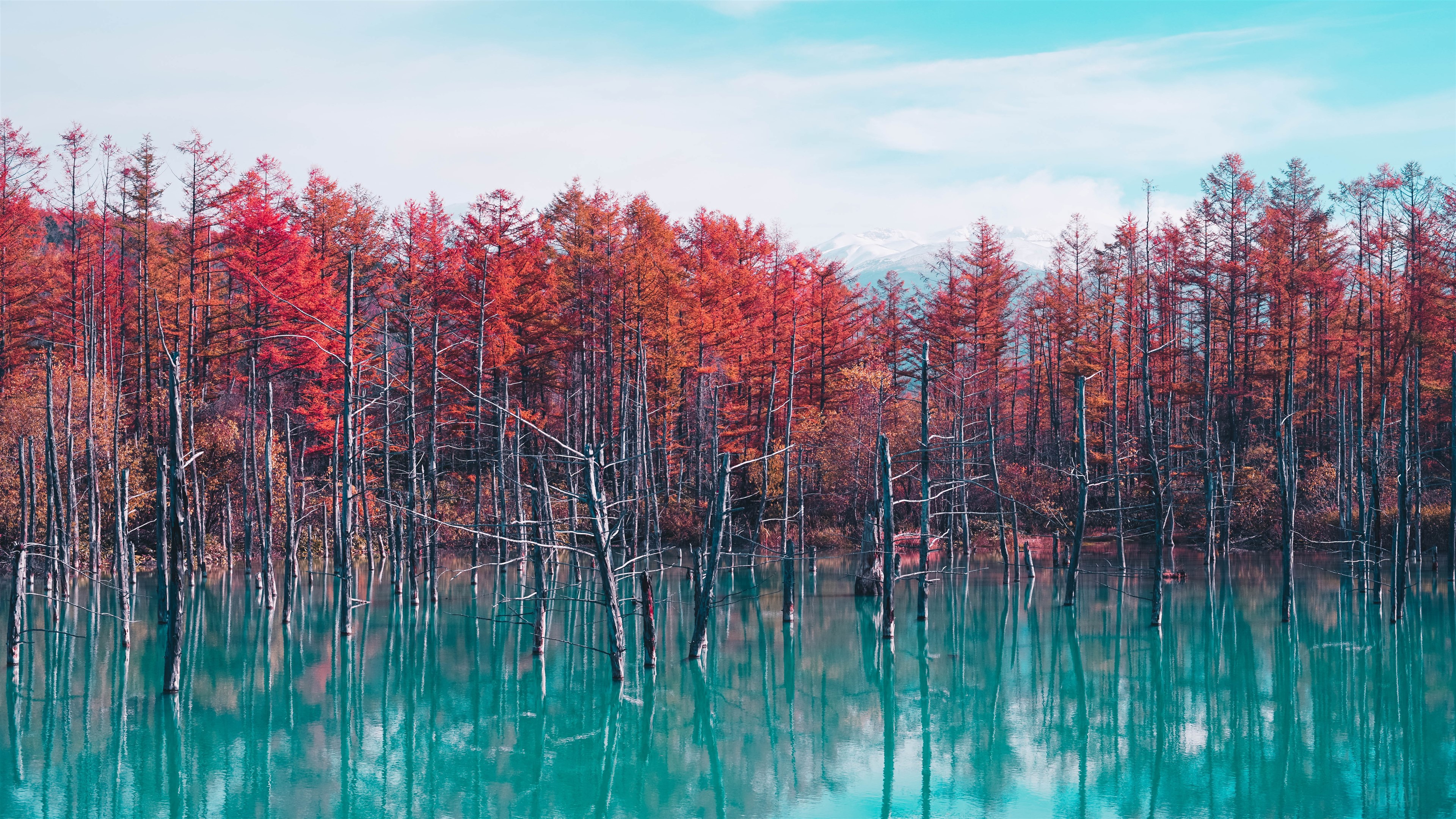 Autumn Trees Reflected in Blue Pond 4K HD Wallpaper