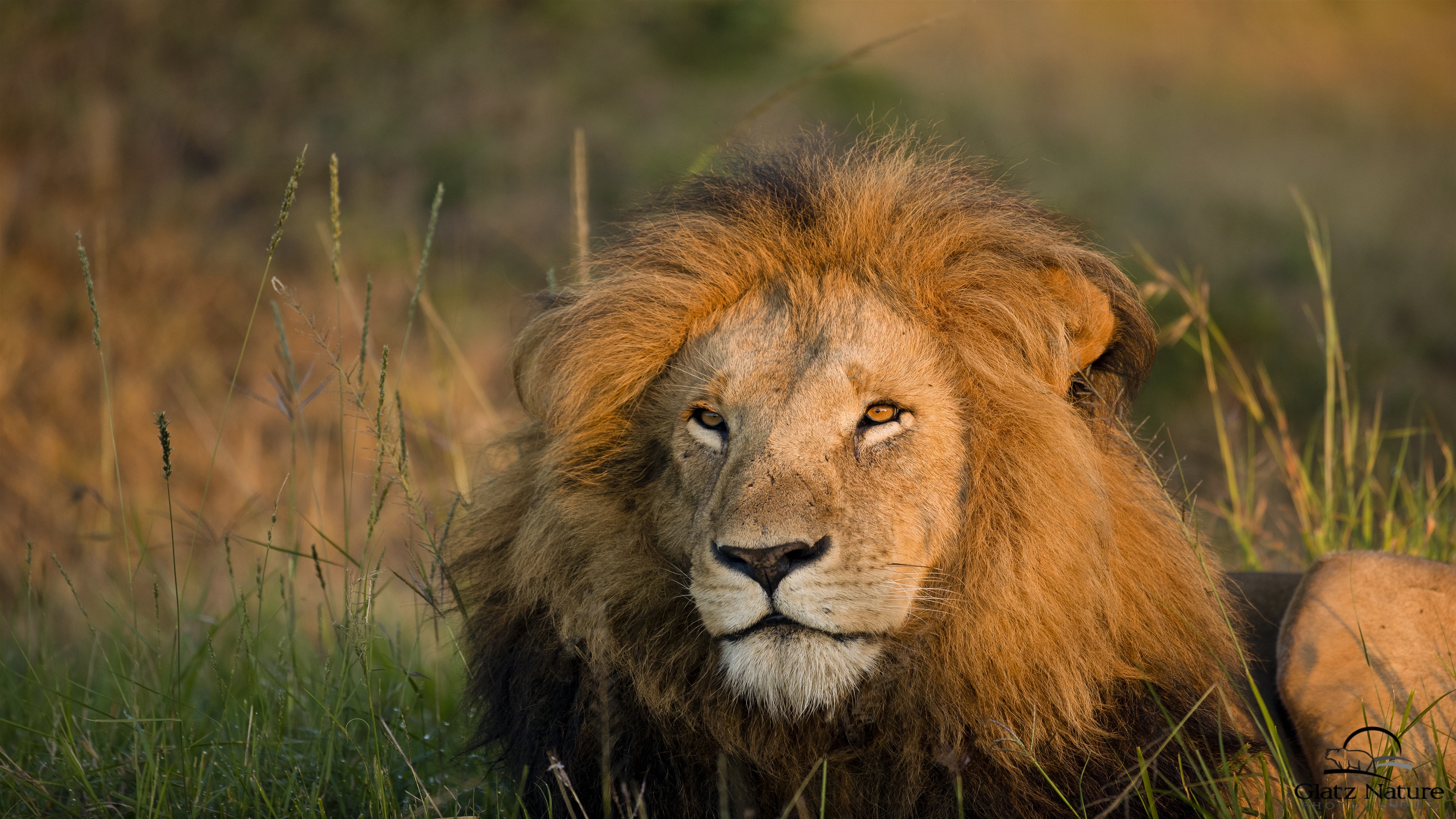 Lion in Morning Light 4K HD Wallpaper