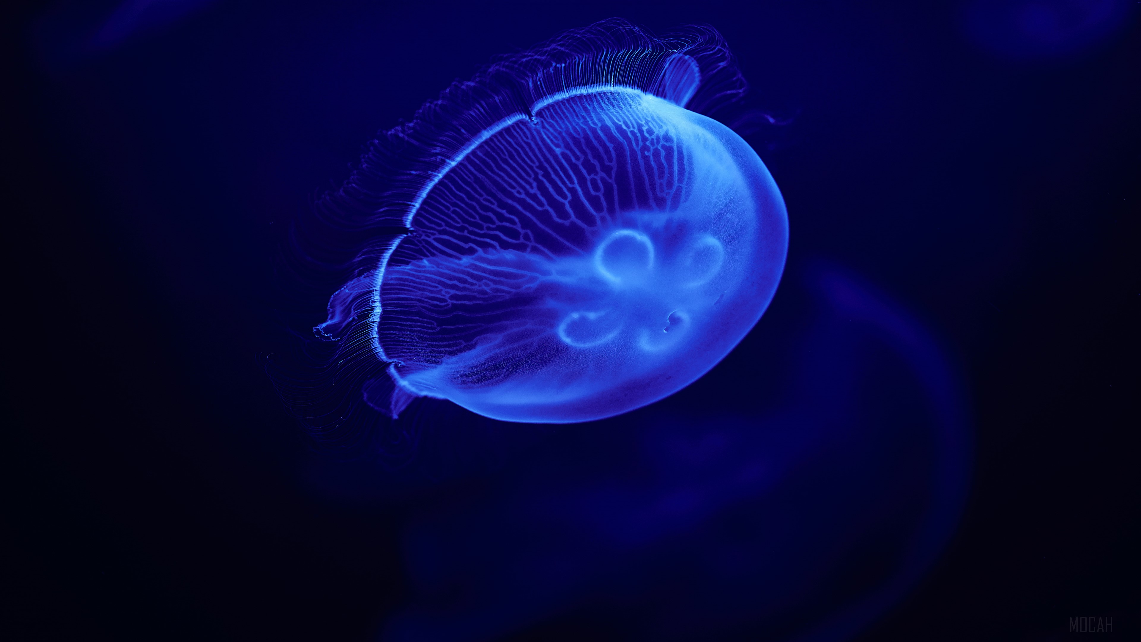 Blue Jellyfish in Dark Water 4K HD Wallpaper