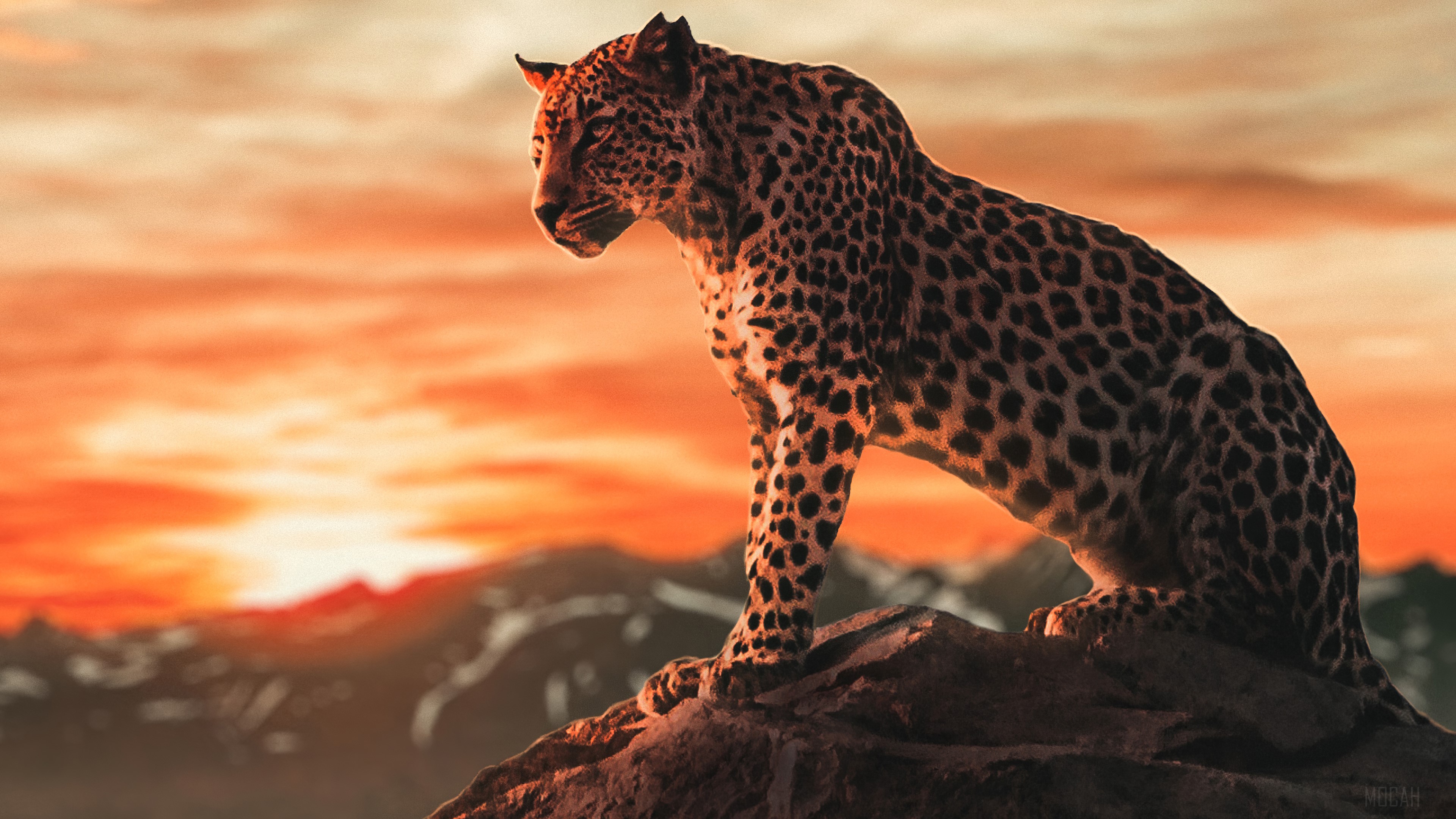 Leopard on a rock at sunrise 4K HD Wallpaper