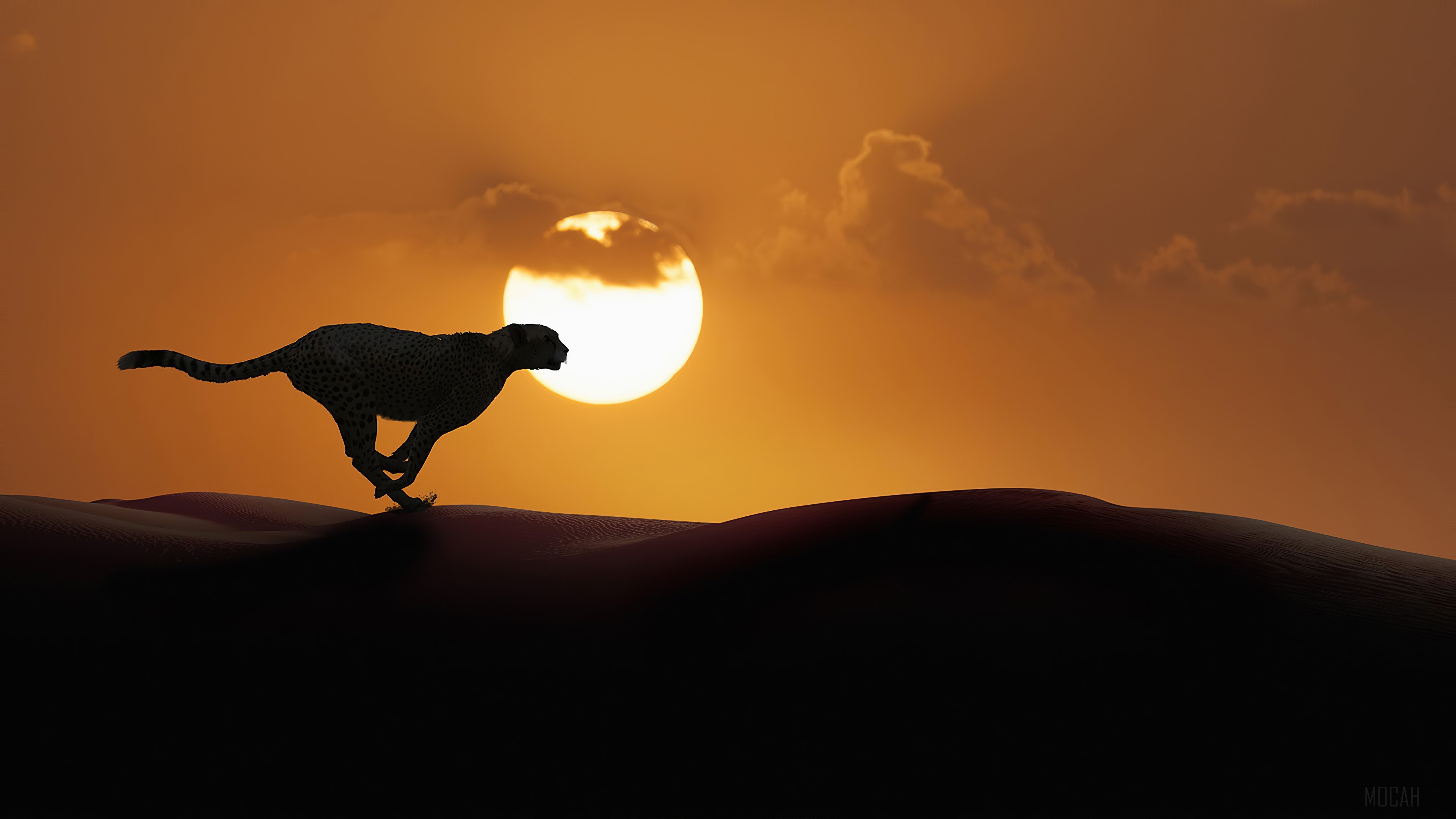 Cheetah Running in Desert at Sunset 4K HD Wallpaper