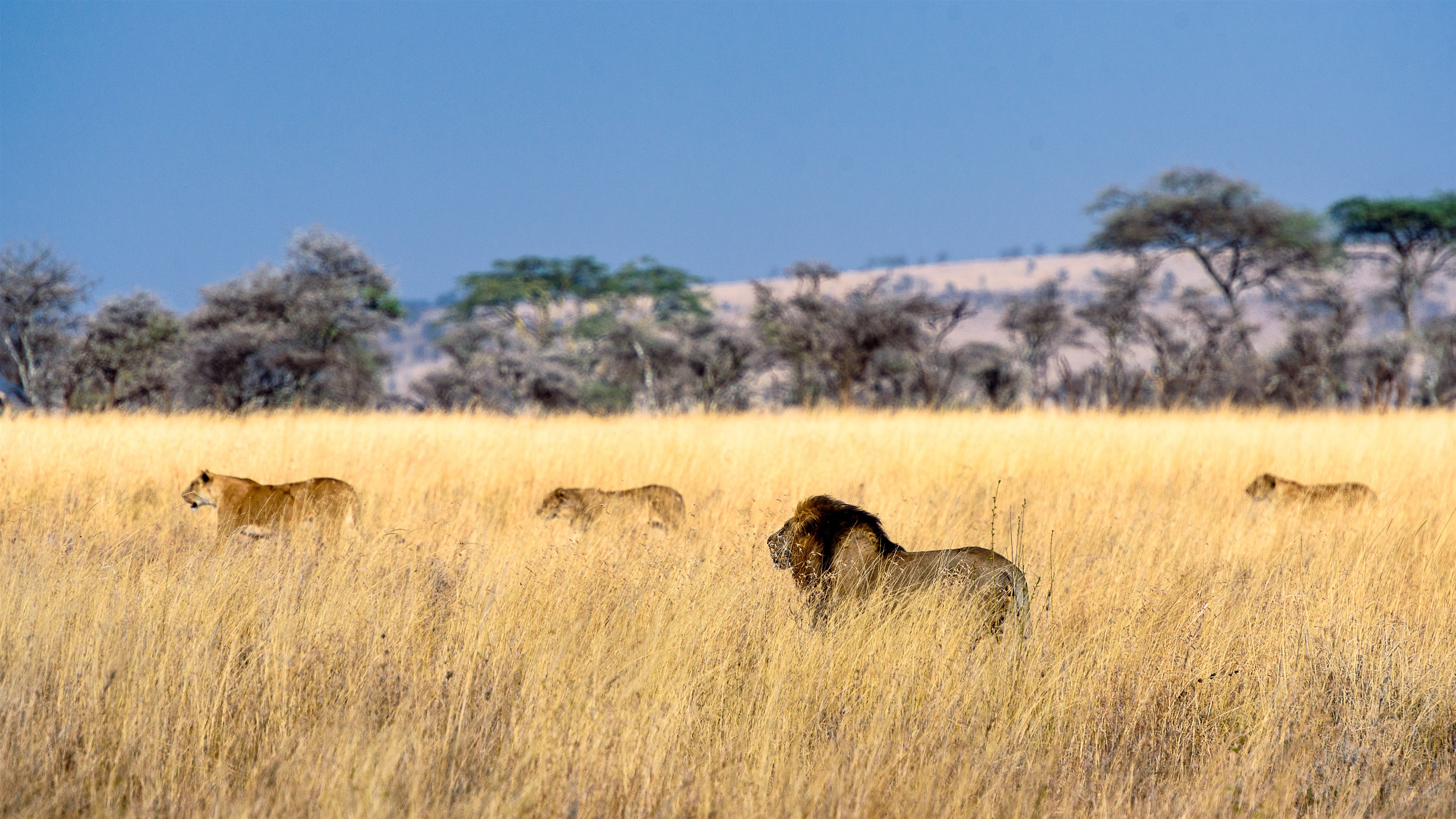 Lions in a dry grassy field with trees in the background HD Wallpaper