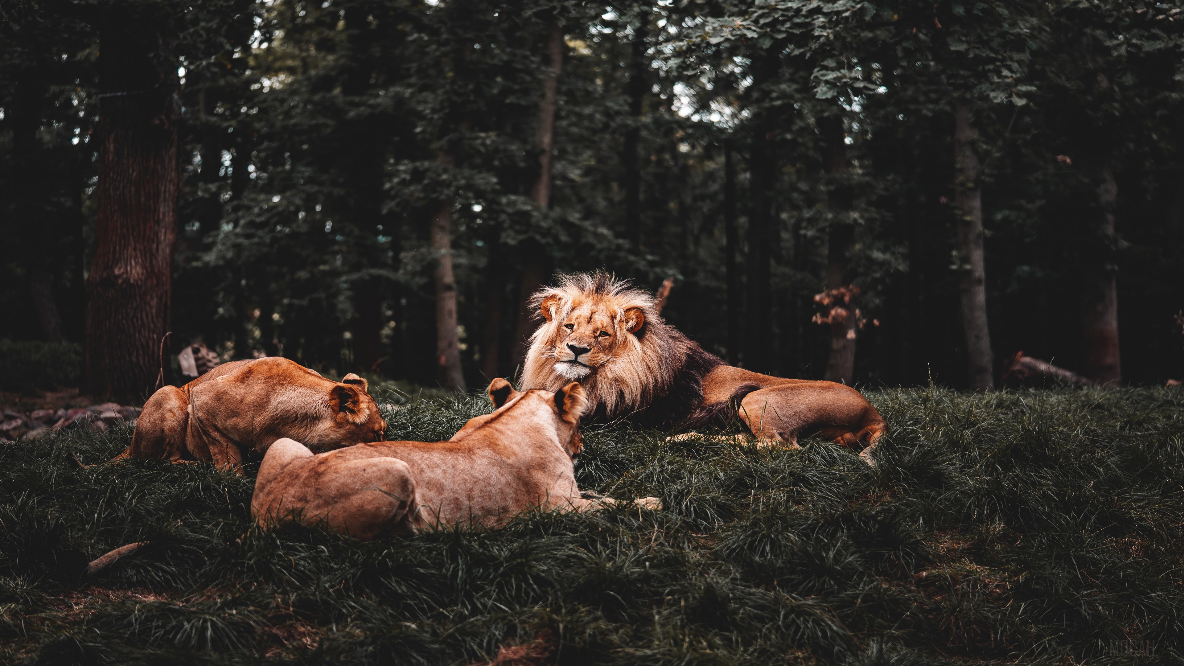 Three Lions in a Forest 4K HD Wallpaper