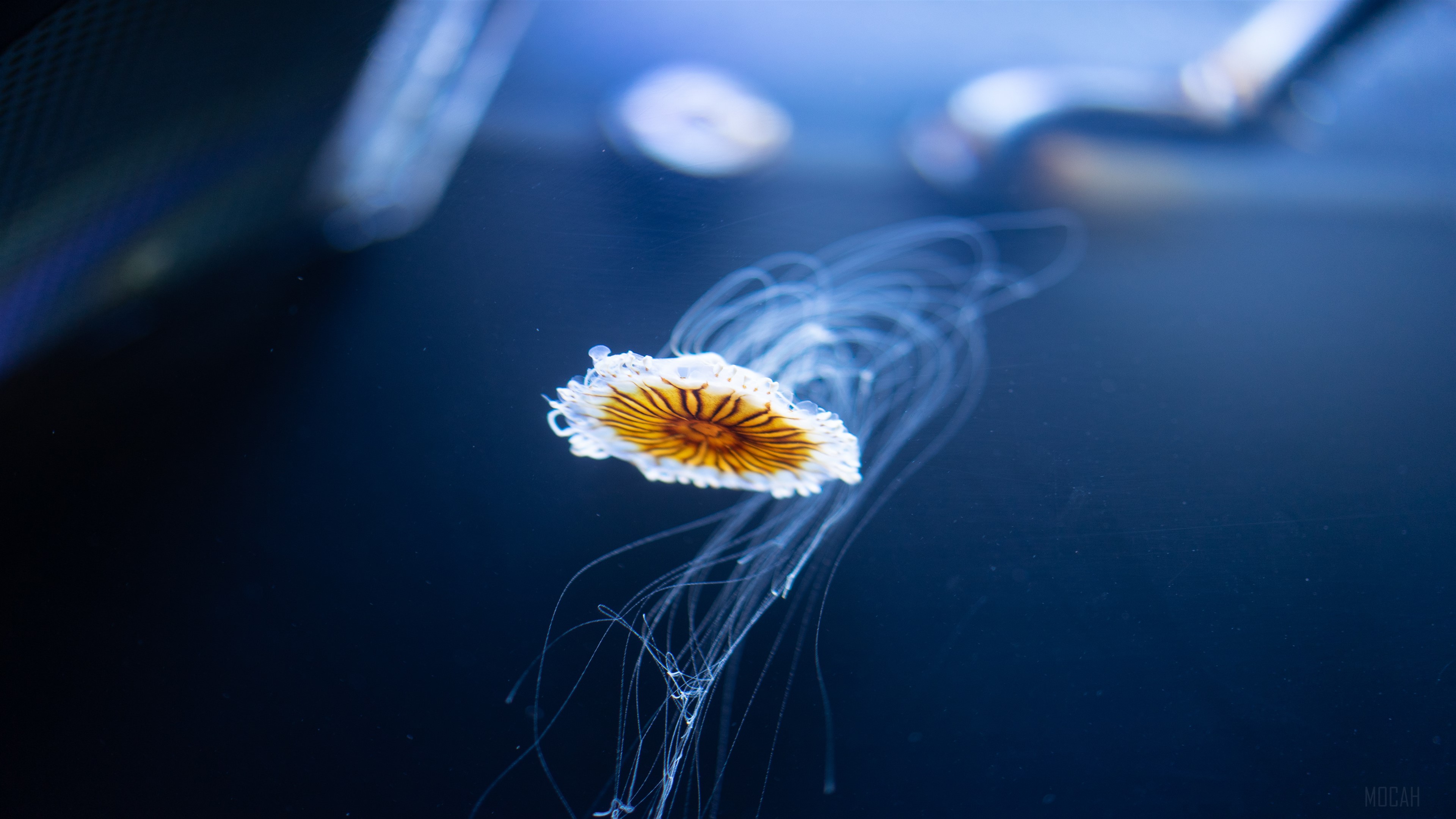White and brown jellyfish underwater 4K HD Wallpaper