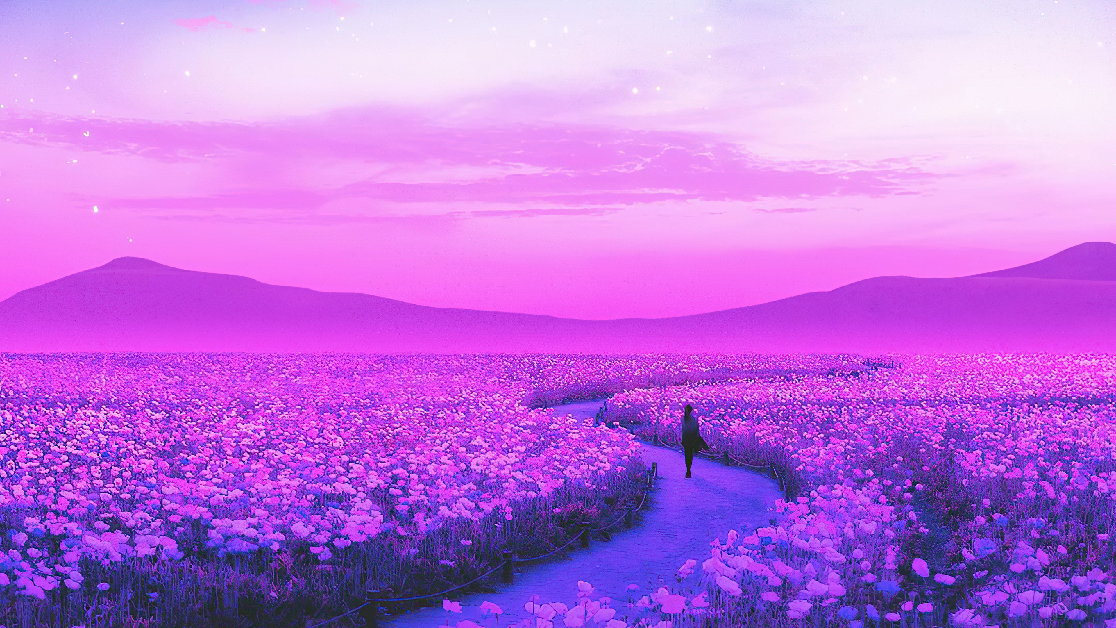 Lavender Field with a Person Walking HD Wallpaper