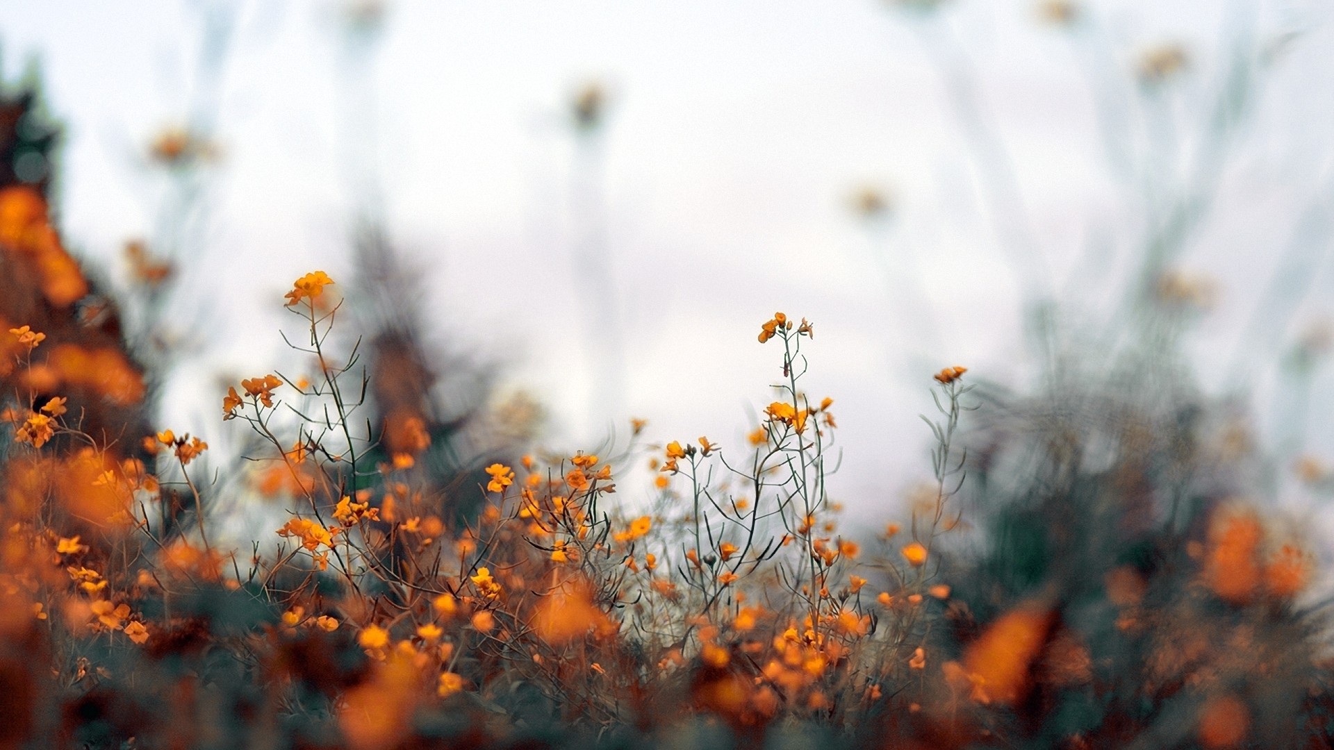 Field of orange wildflowers with shallow depth of field HD Wallpaper