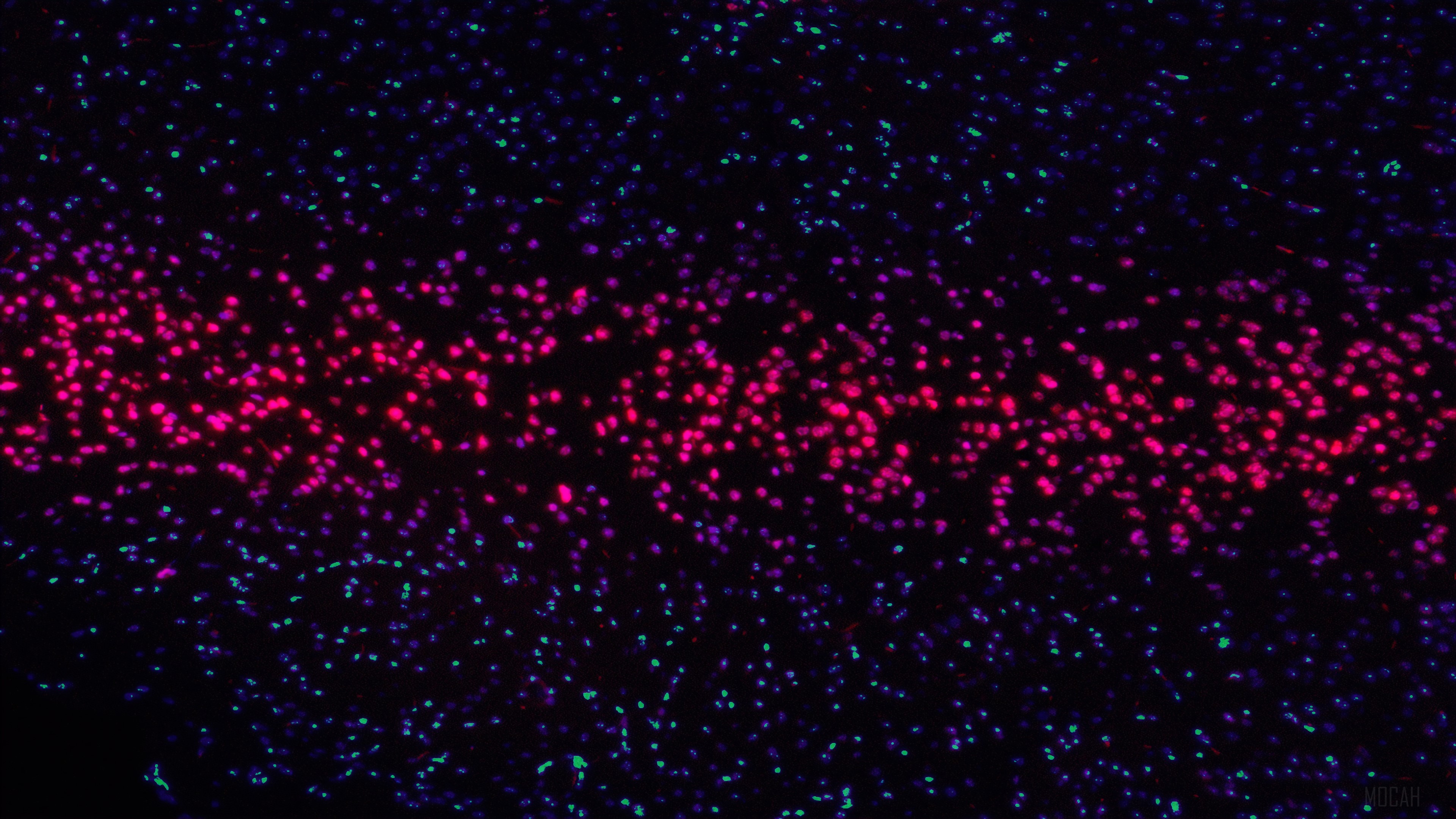 Microscopic view of cells with red and blue fluorescence HD Wallpaper