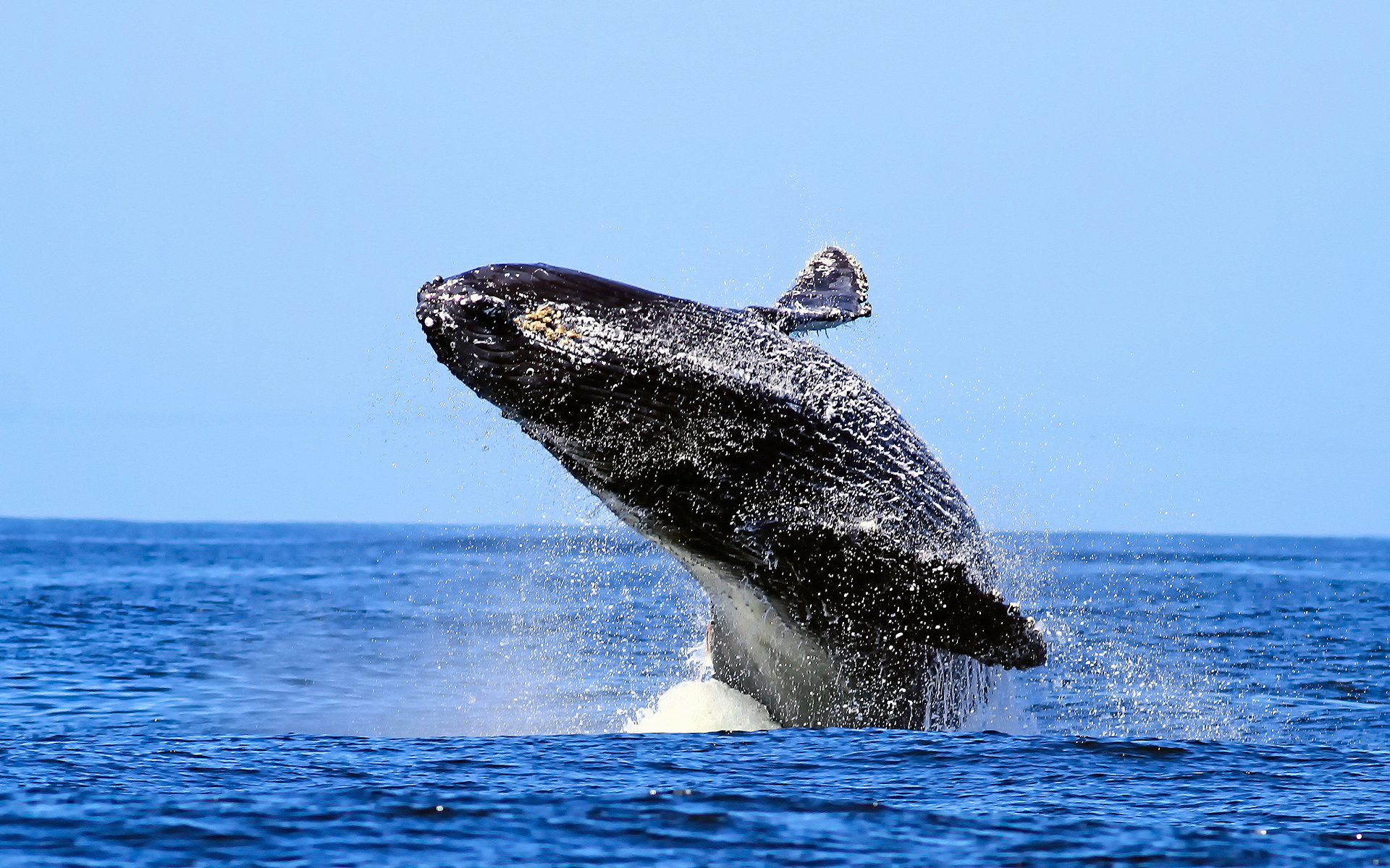 Humpback whale breaching in the ocean HD Wallpaper