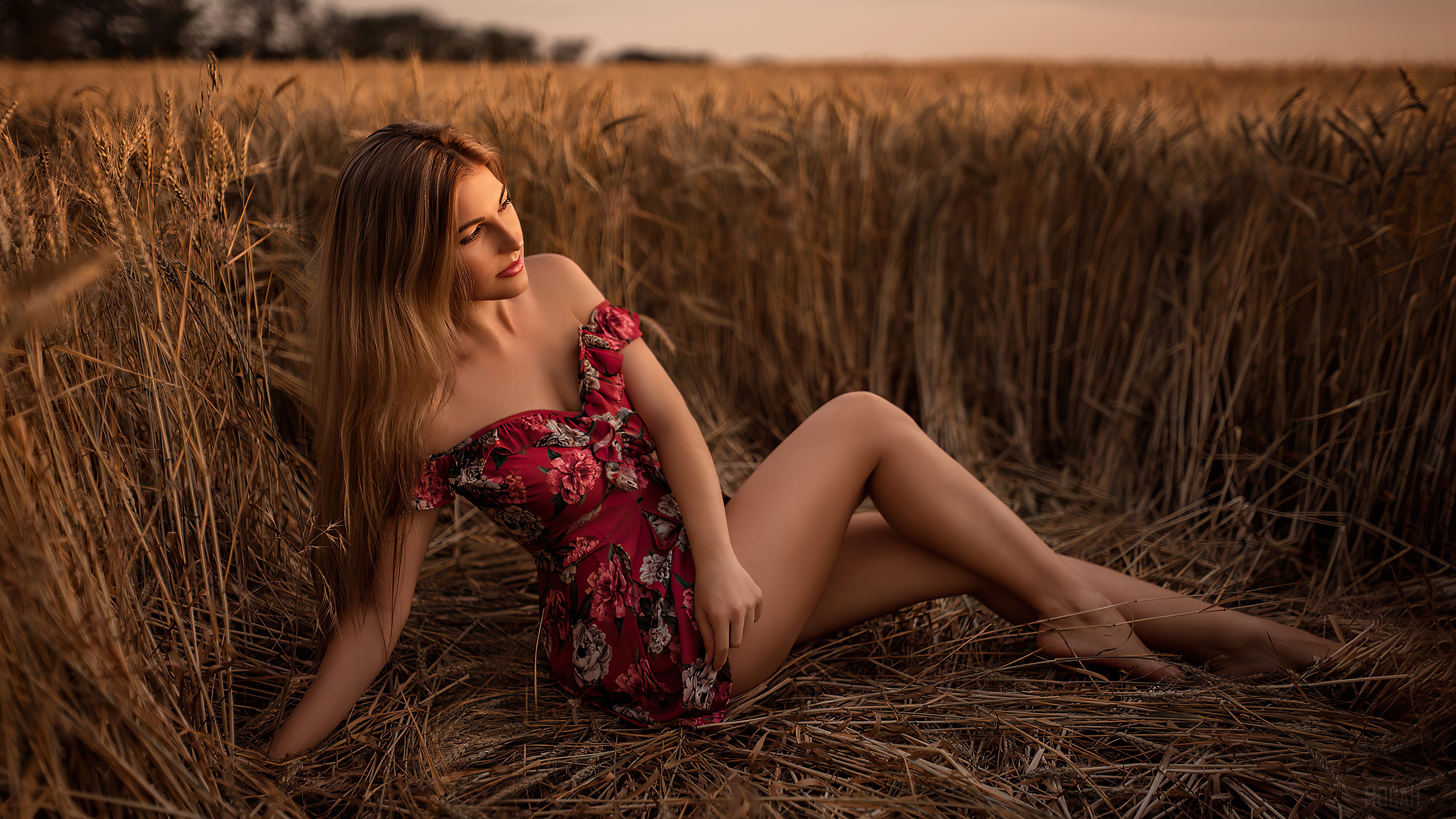 Woman in red floral dress sitting in a wheat field HD Wallpaper