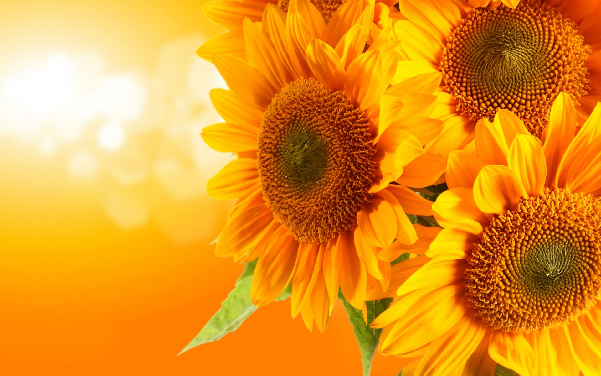 Close-up of sunflowers with bokeh background HD Wallpaper