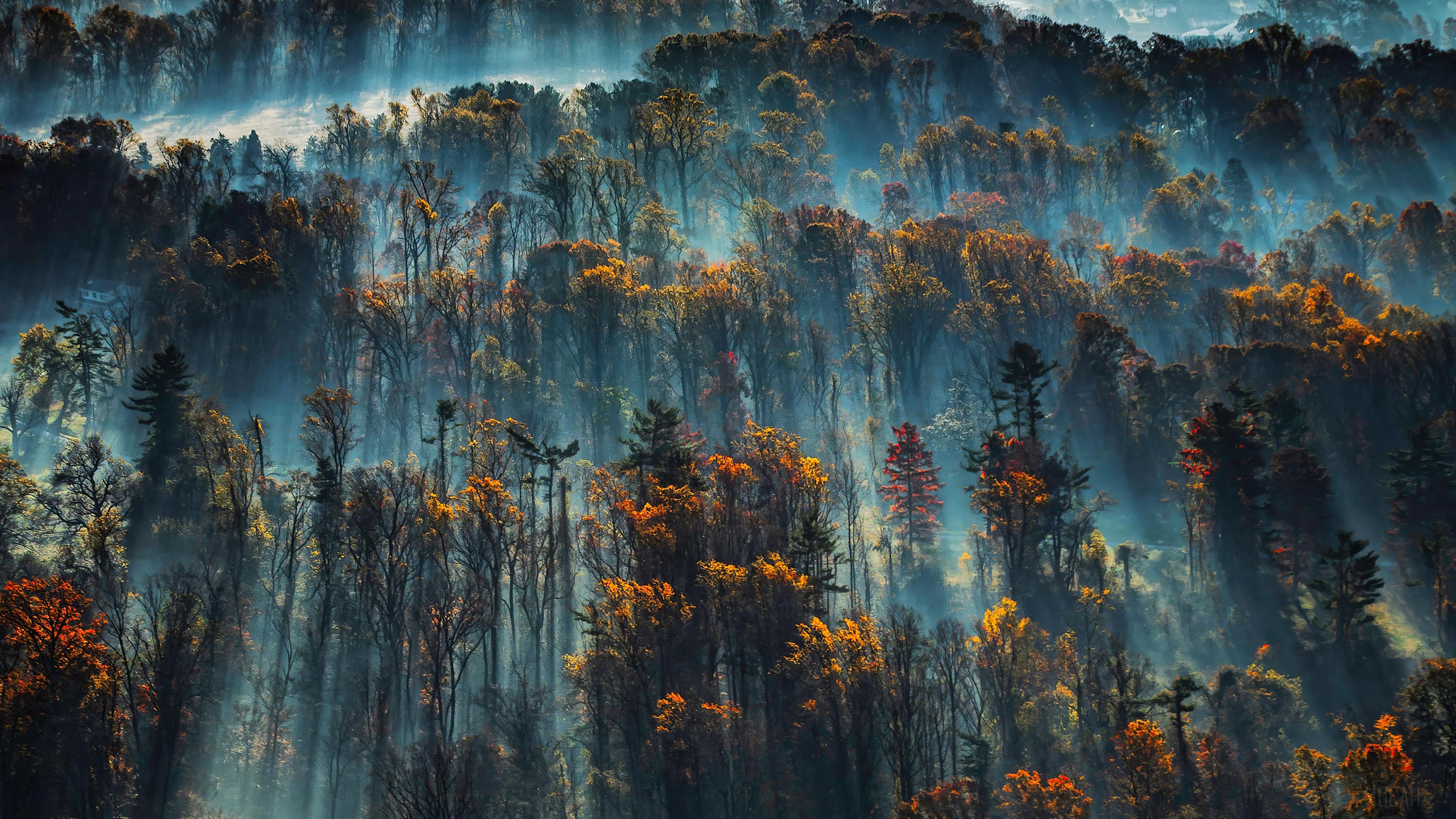 Misty Forest with Sunbeams HD Wallpaper