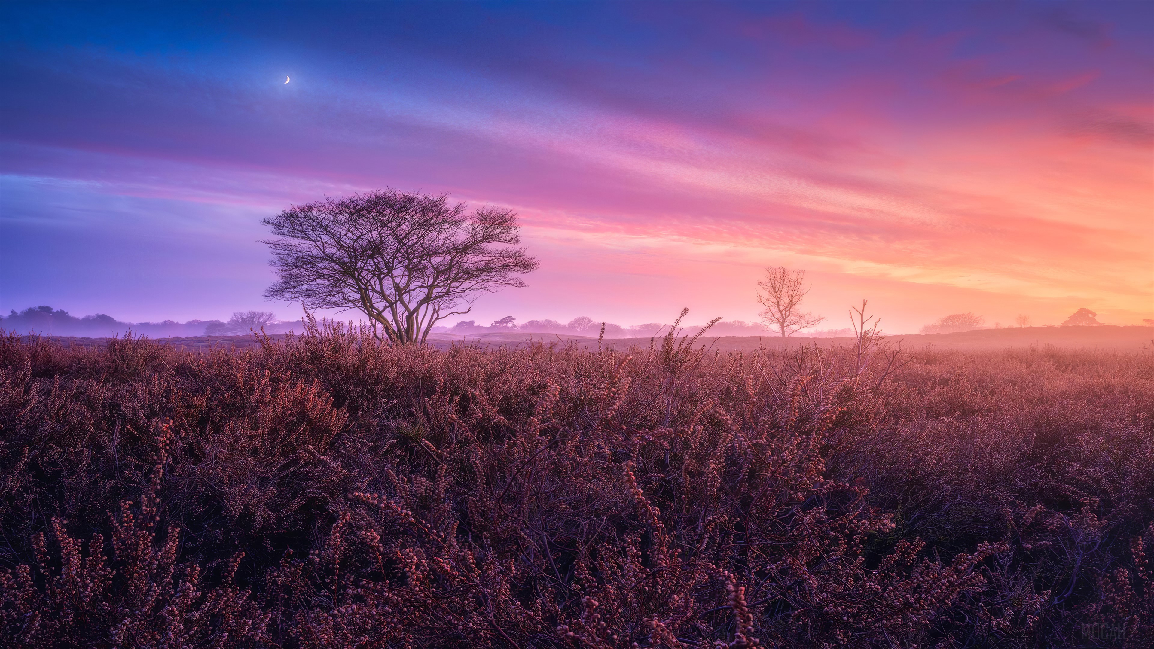 Alone Tree Sunset HD Wallpaper