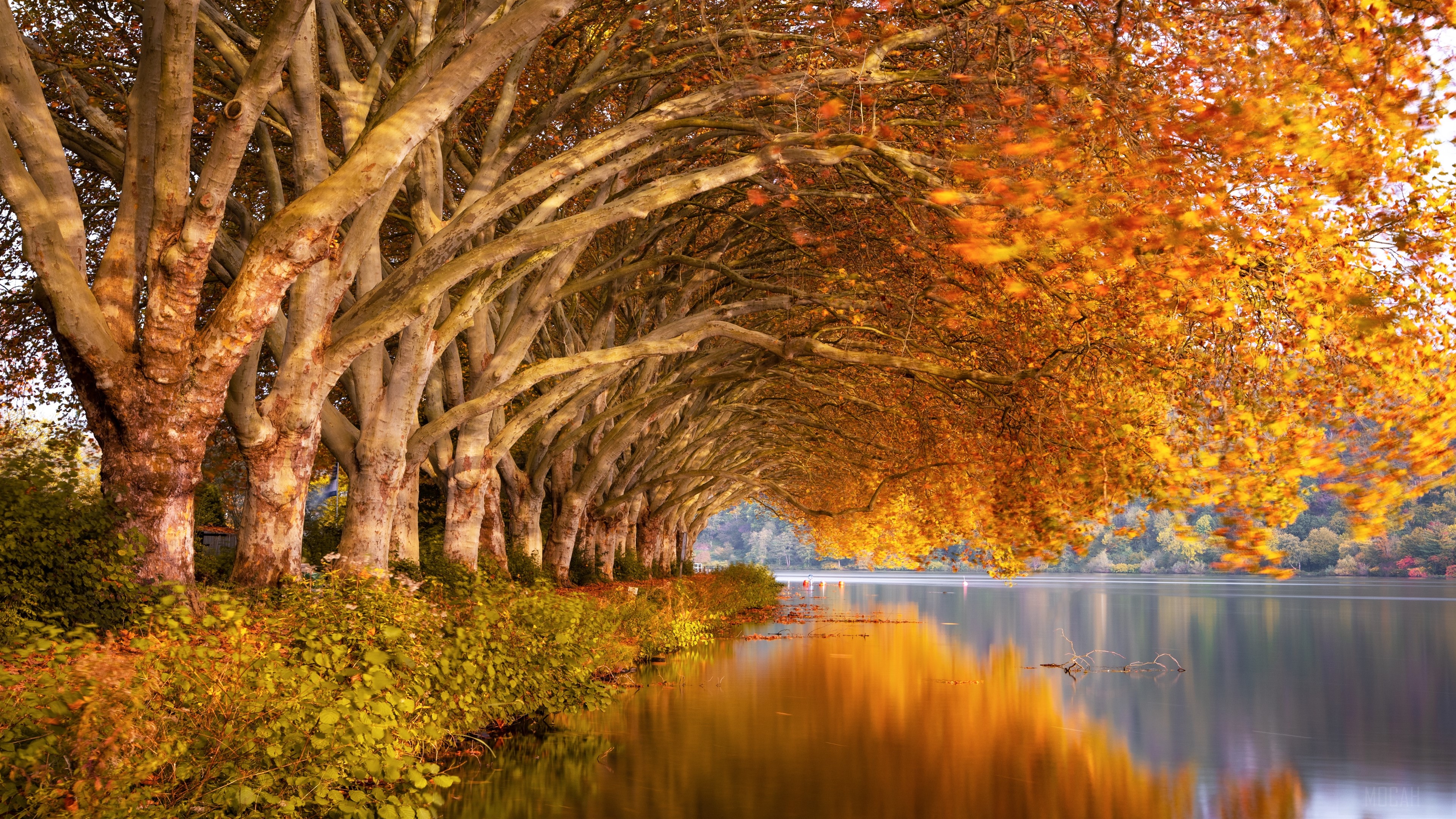 Autumn Trees HD Wallpaper