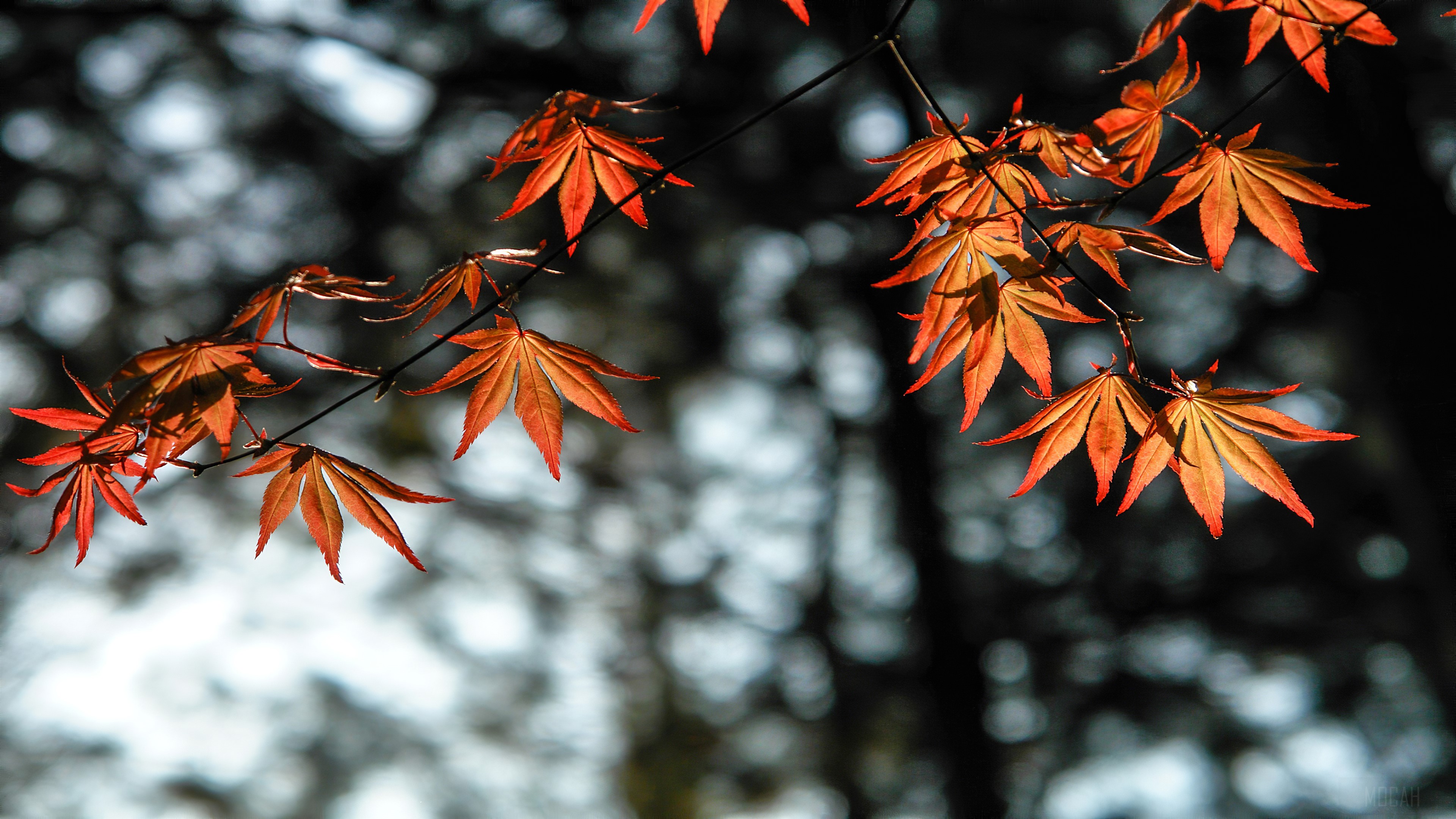 Autumn Orange Leaves in Soft Light 4K HD Wallpaper