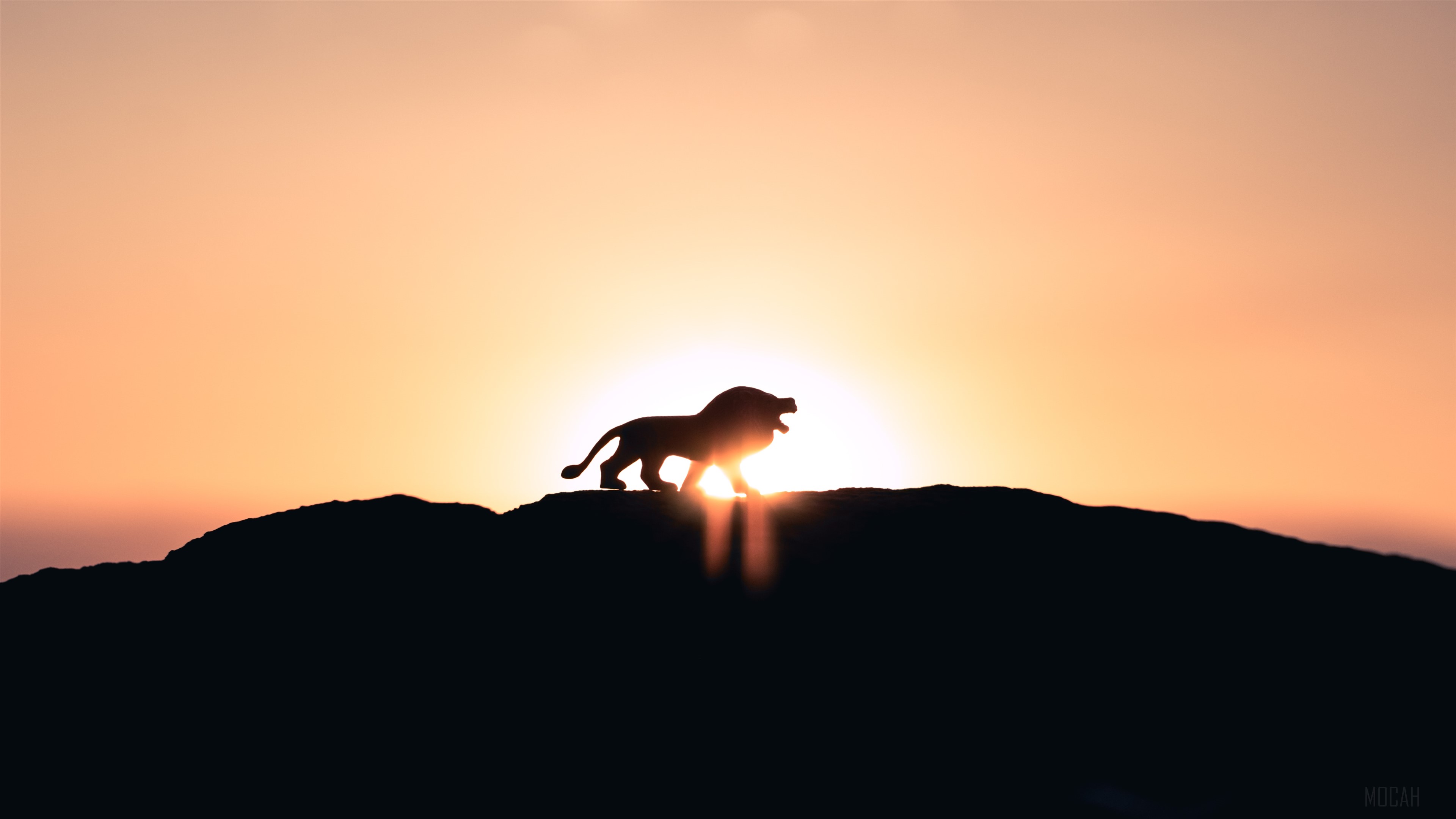 Lion on a mountain at sunset 4K HD Wallpaper