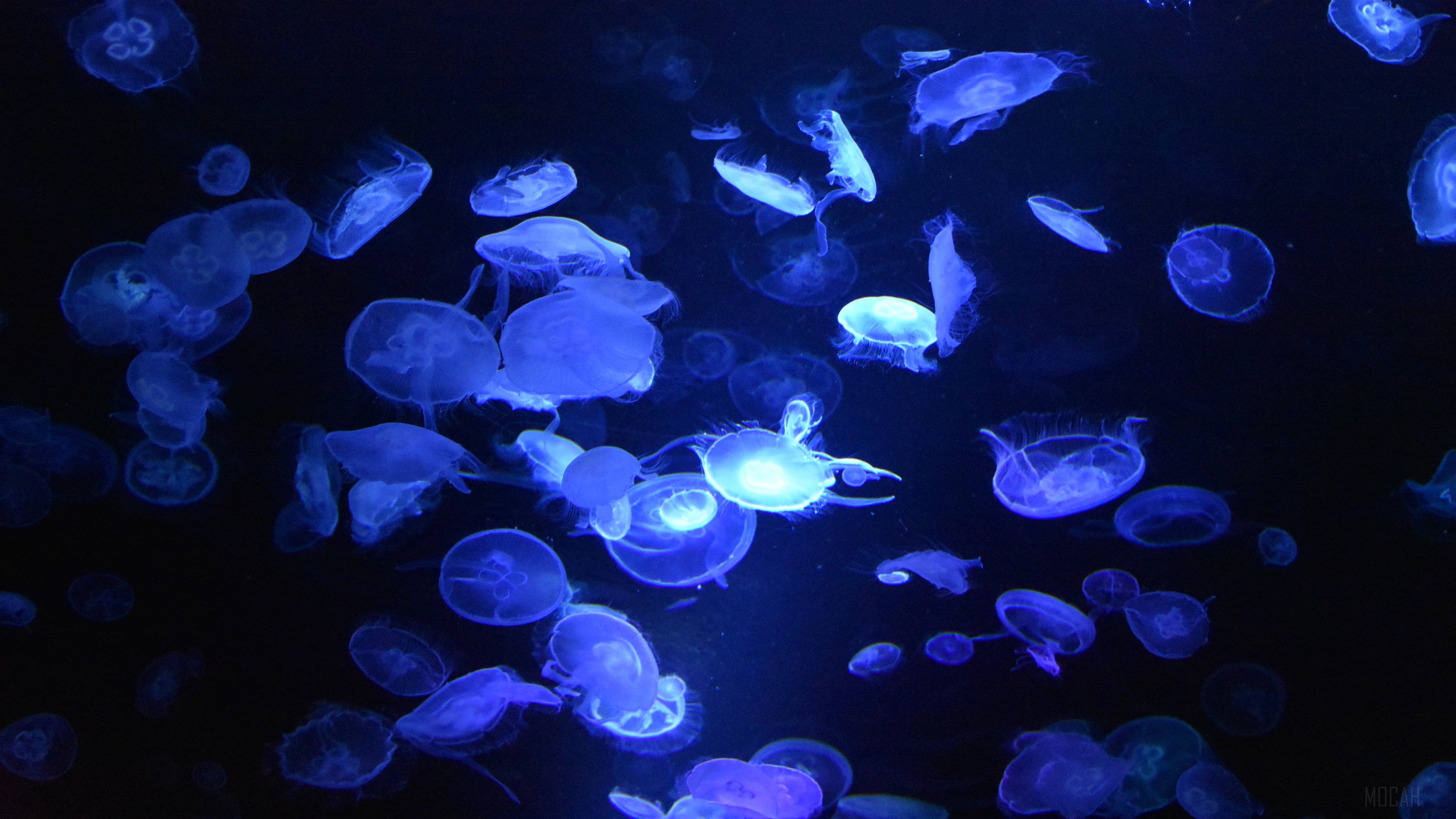 Blue Jellyfish Underwater 4K HD Wallpaper