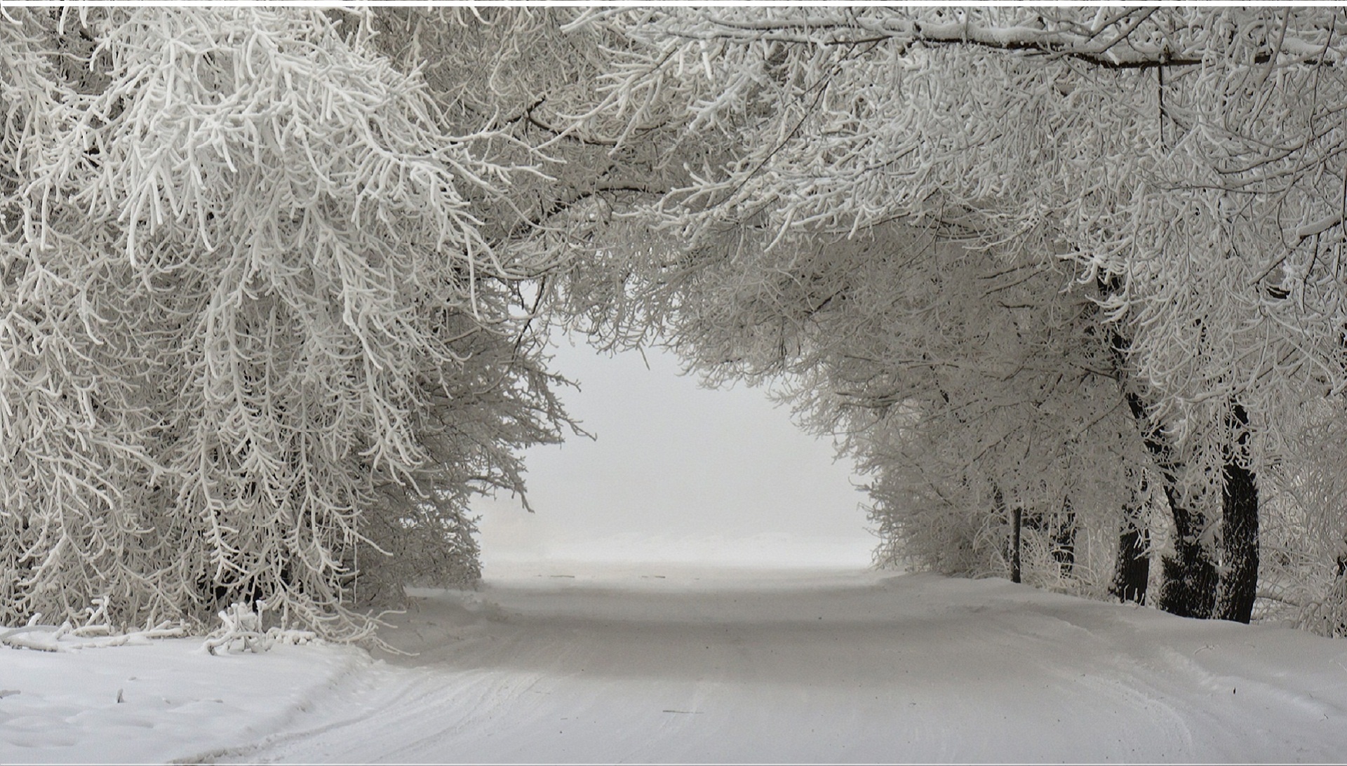 Snowy road through frosted trees in winter landscape HD Wallpaper