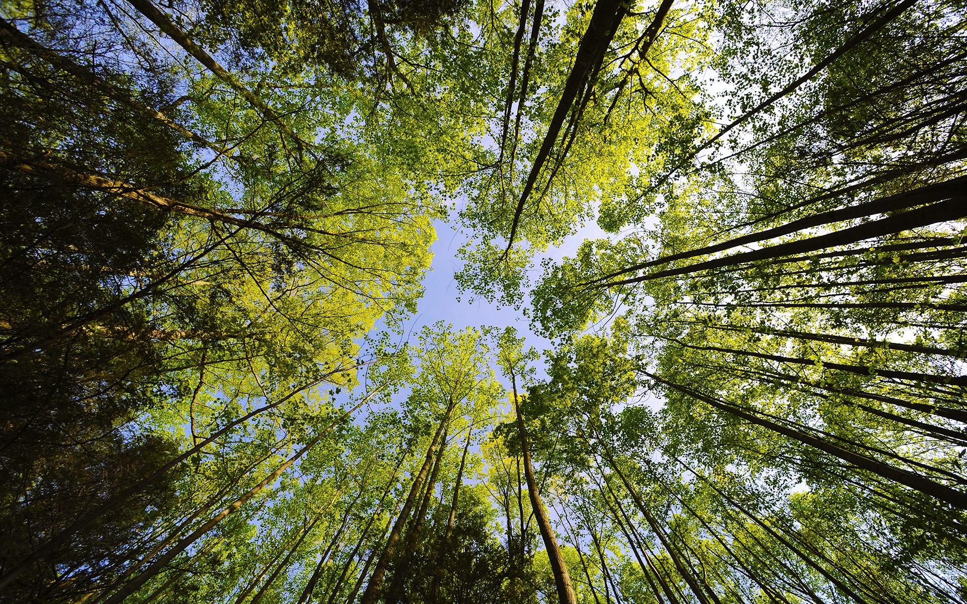 Looking up through a forest canopy at the sky HD Wallpaper